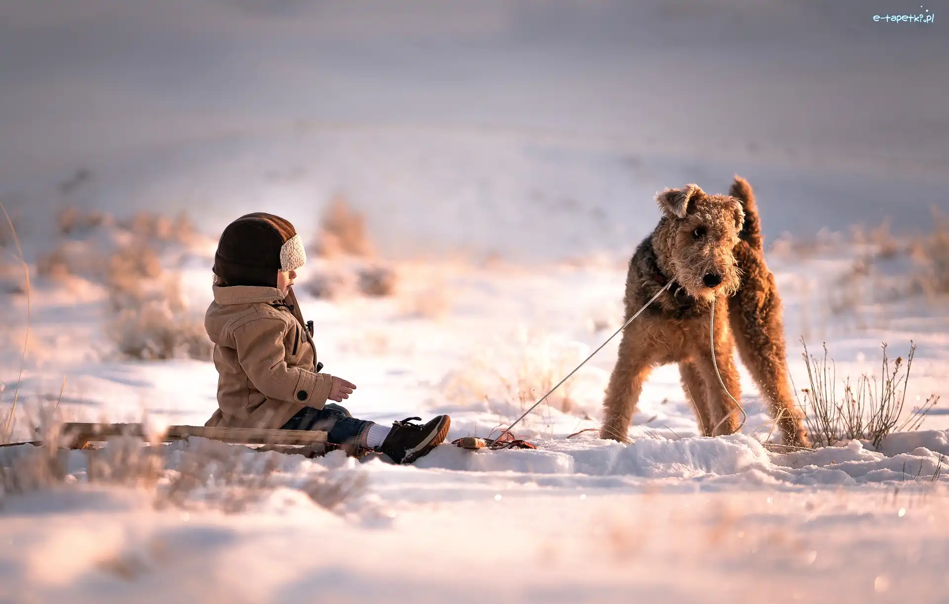 Zima, Terrier walijski, Dziecko, Śnieg