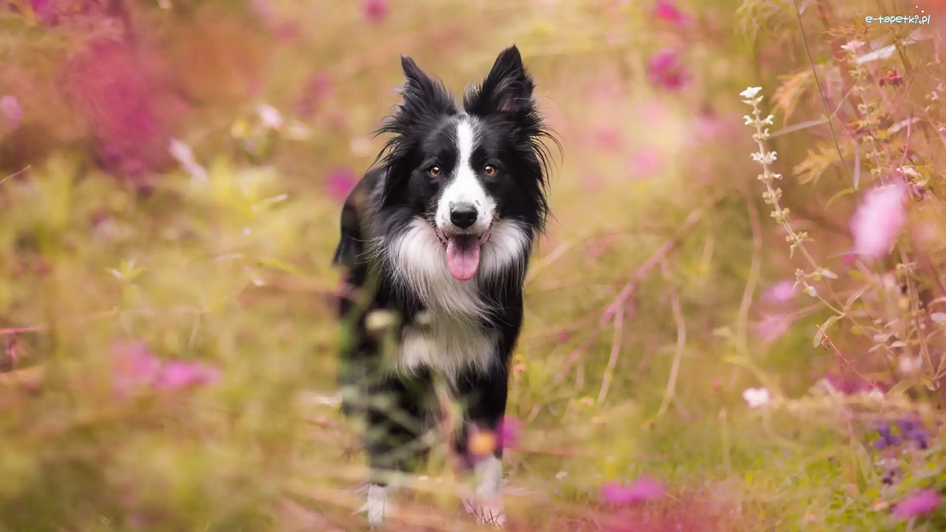 Kwiaty, Łąka, Border collie
