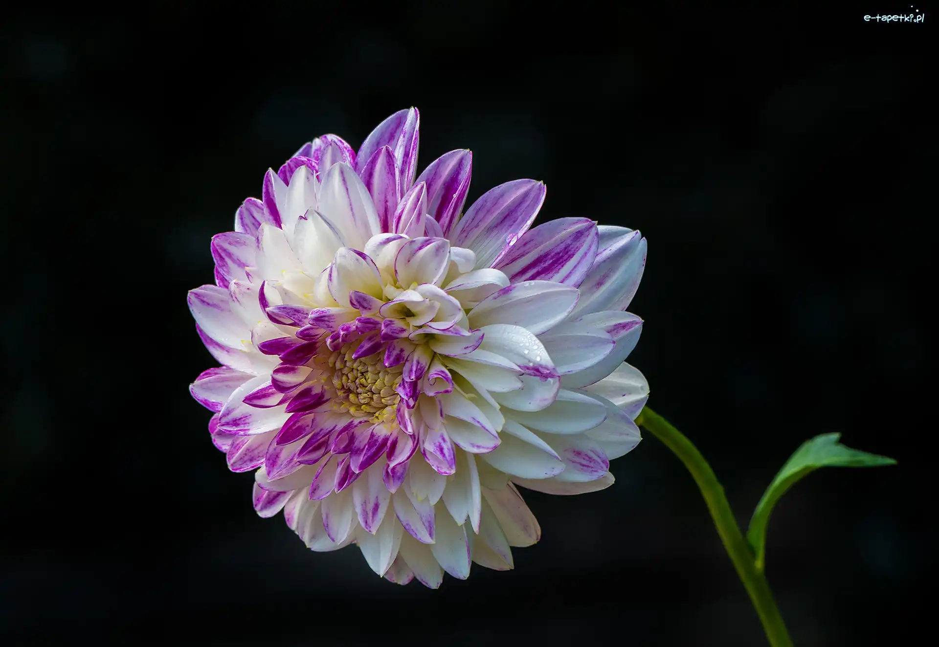 Dalia, Fioletowo-biała, Dwukolorowa