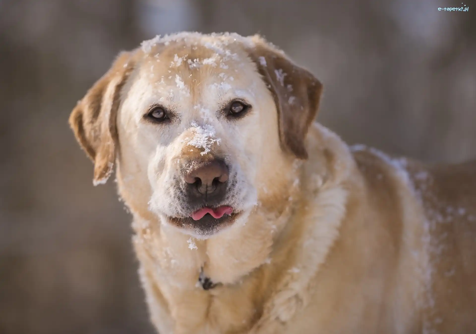 Śnieg, Labrador retriever