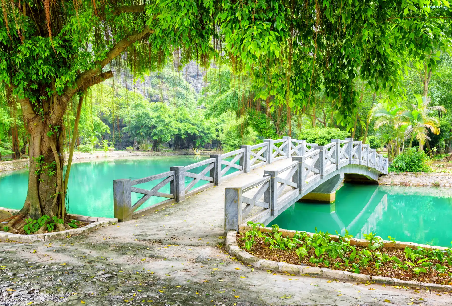 Prowincja Ninh Binh, Mostek, Rzeka, Drzewo, Park, Wietnam