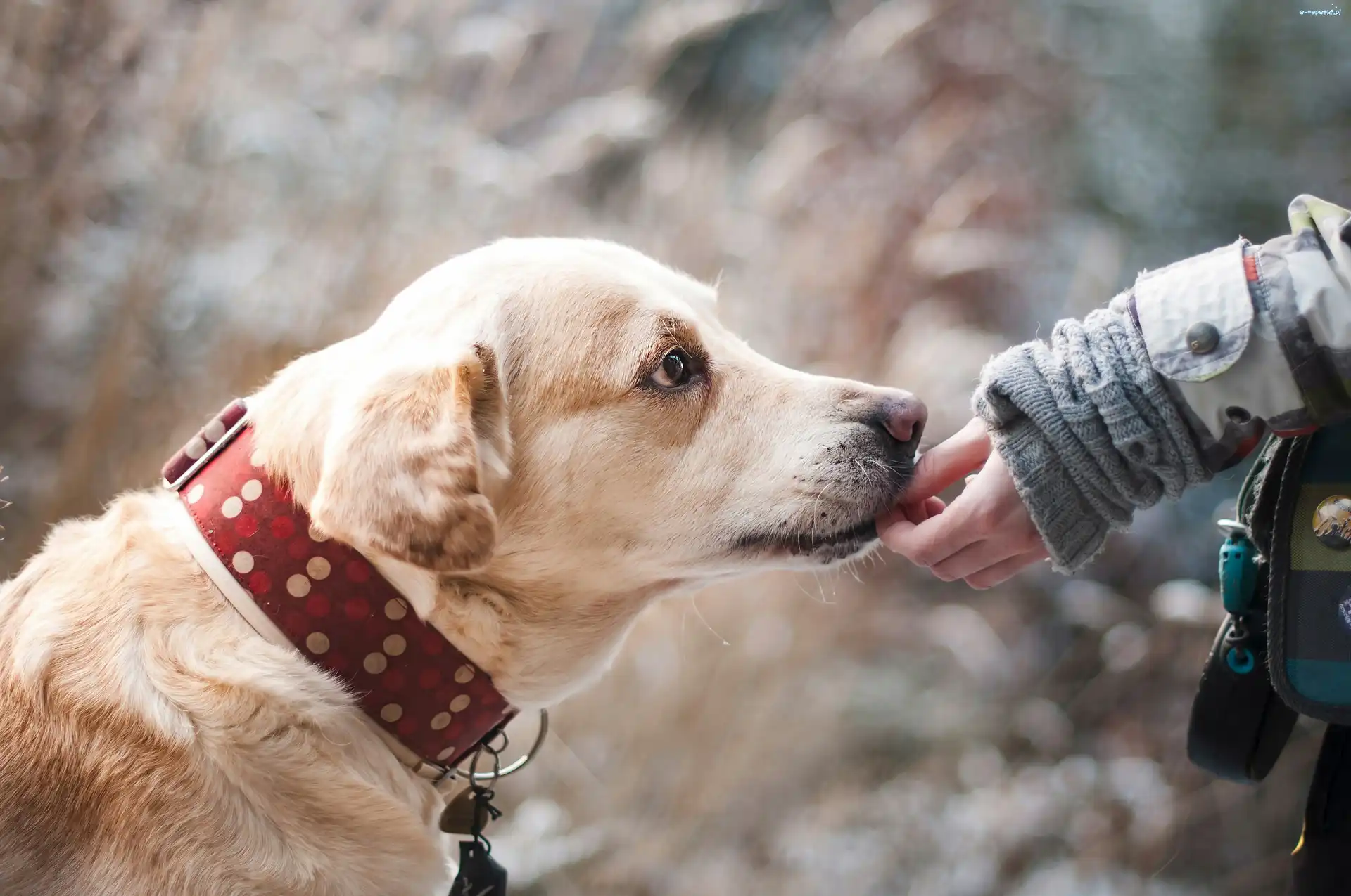Przyjaciel, Ręka, Labrador retriever