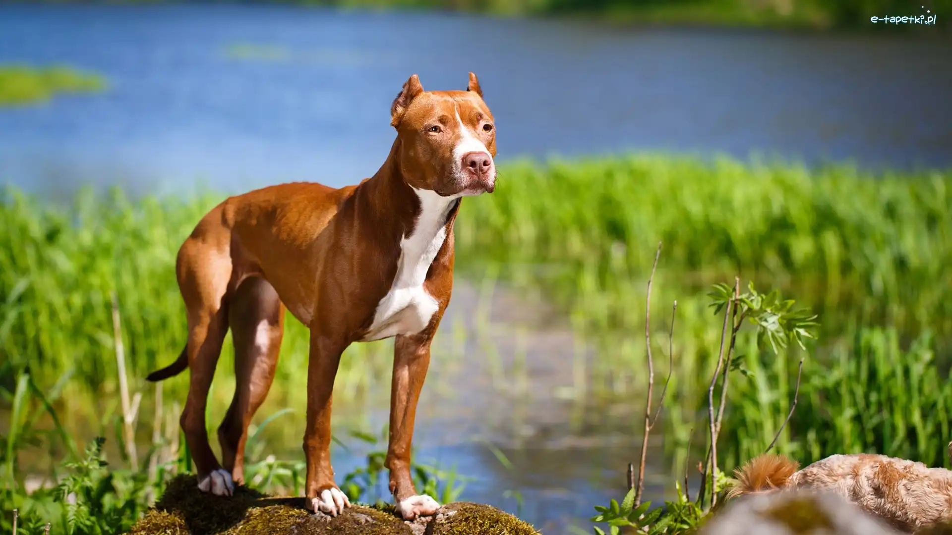 Rzeka, Amerykański pitbull terrier