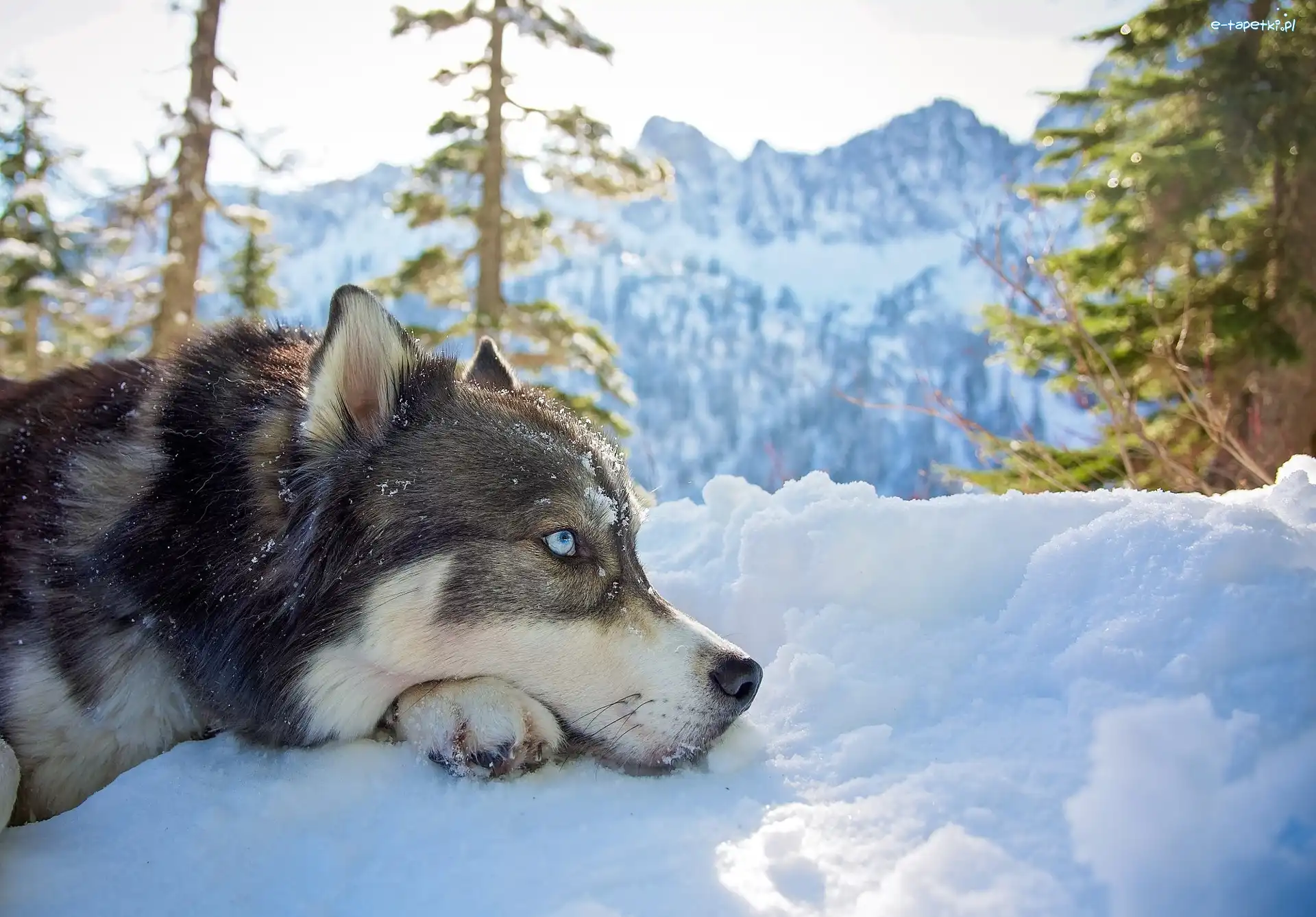 Zima, Śnieg, Góry, Siberian Husky