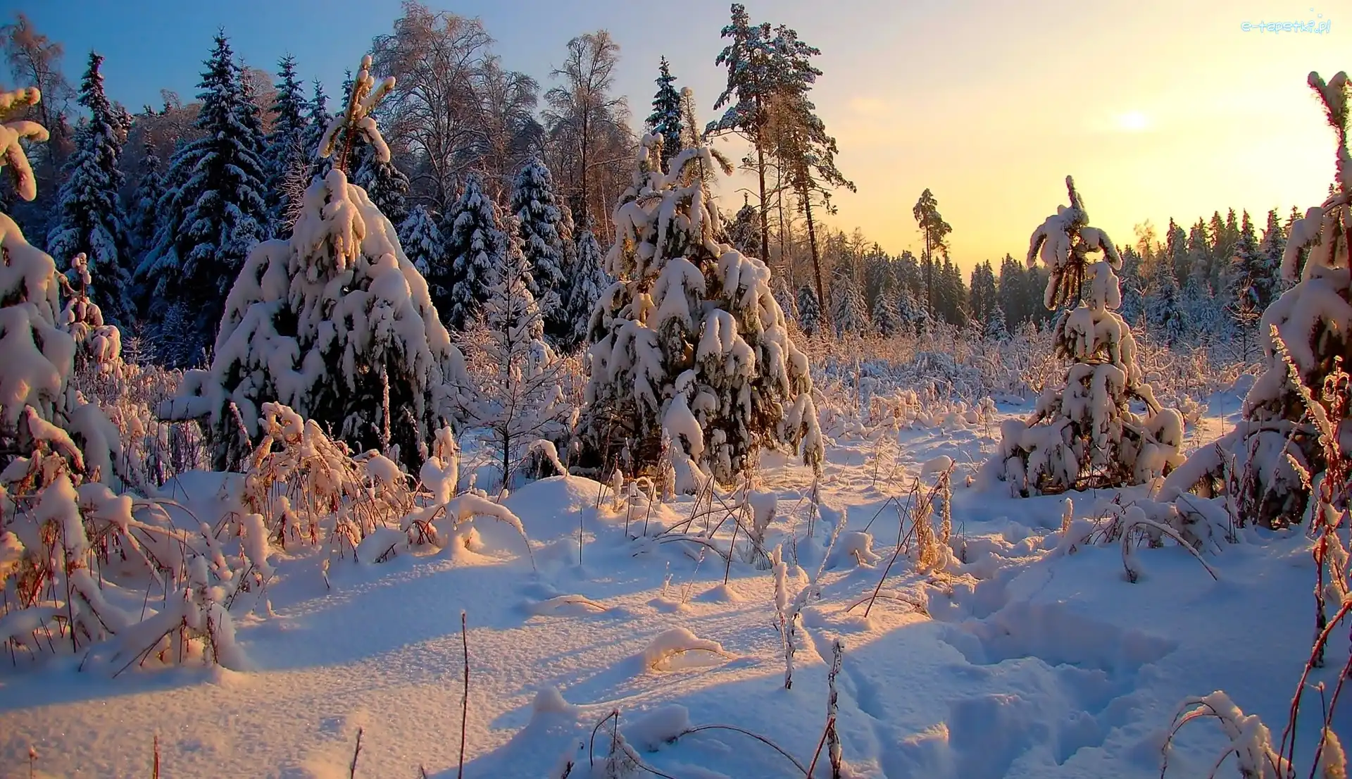 Las, Śnieg, Wschód słońca, Zima