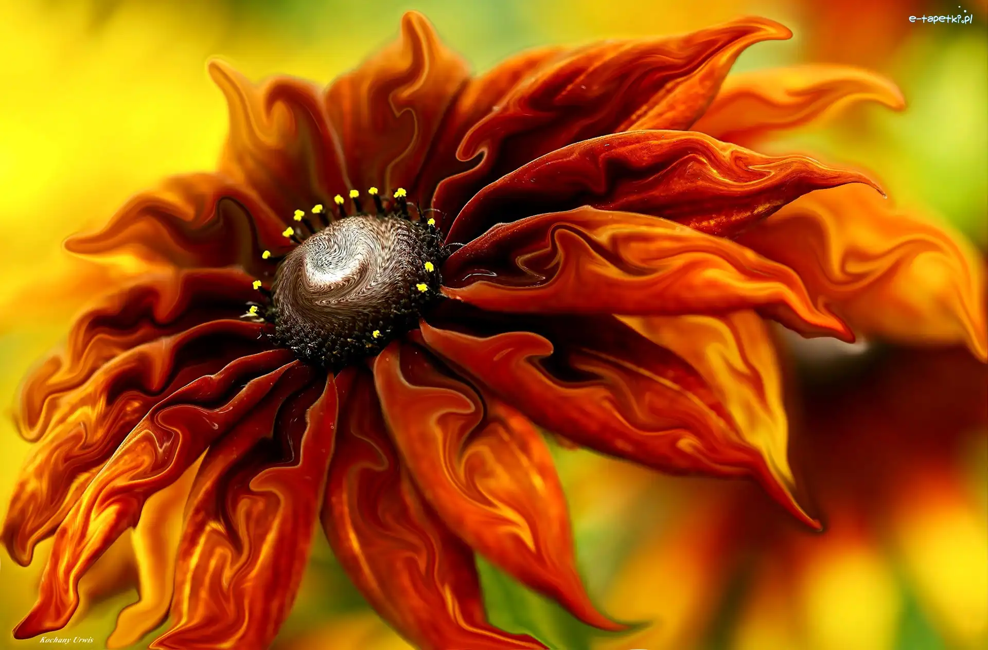Rudbekia, Grafika Komputerowa