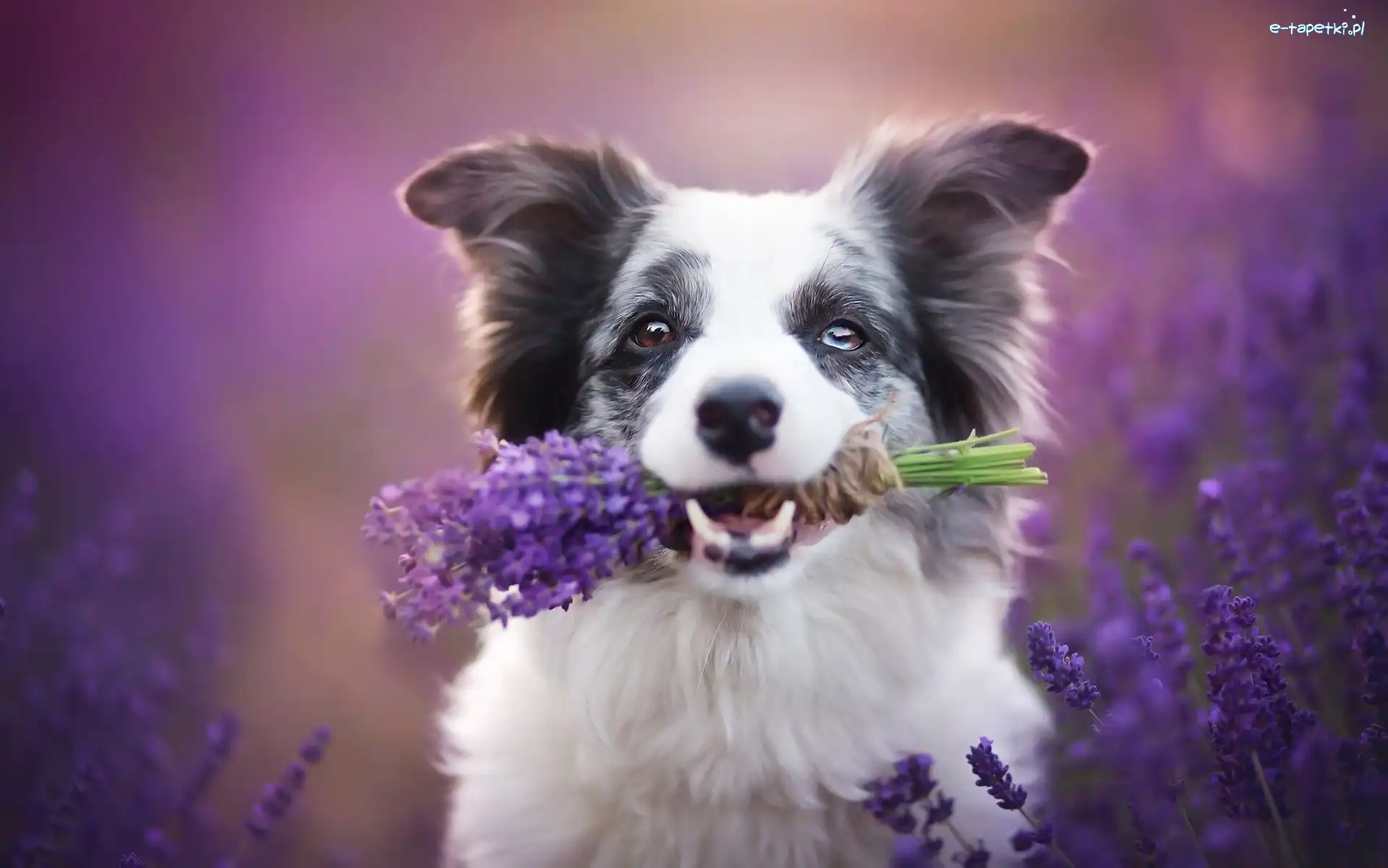 Lawendy, Bukiet, Border collie