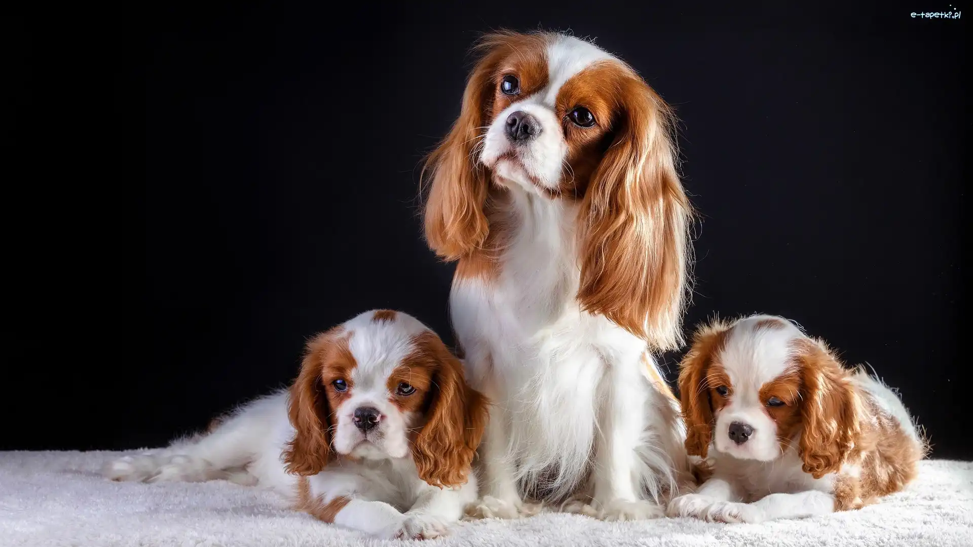 Cavalier King Charles spaniele, Trzy