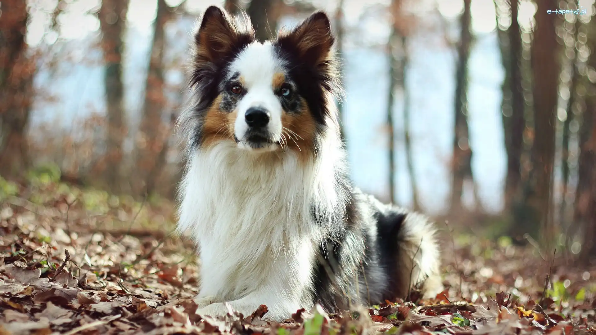 Liście, Las, Border collie