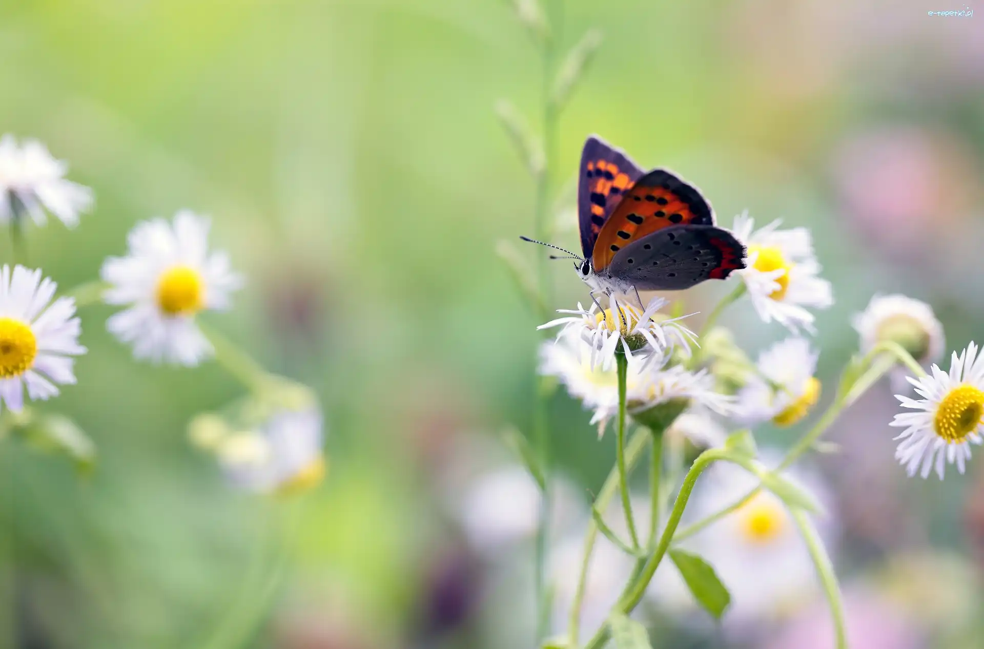 Przymiotno białe, Czerwończyk nieparek, Motyl