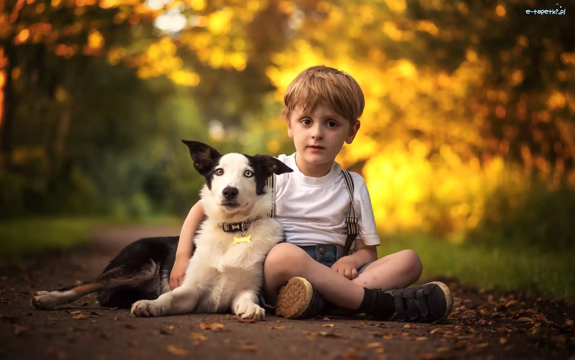 Droga, Border collie, Liście, Chłopiec