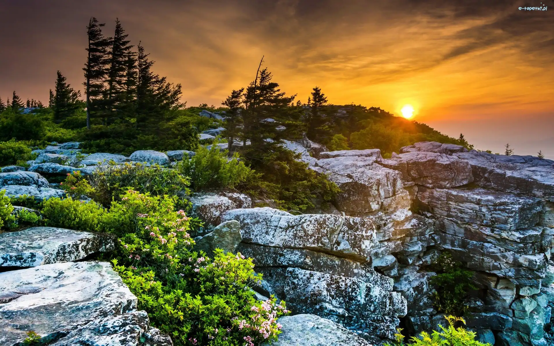 Stany Zjednoczone, Płaskowyż Dolly Sods Wilderness, Wirginia Zachodnia, Zachód słońca, Skały