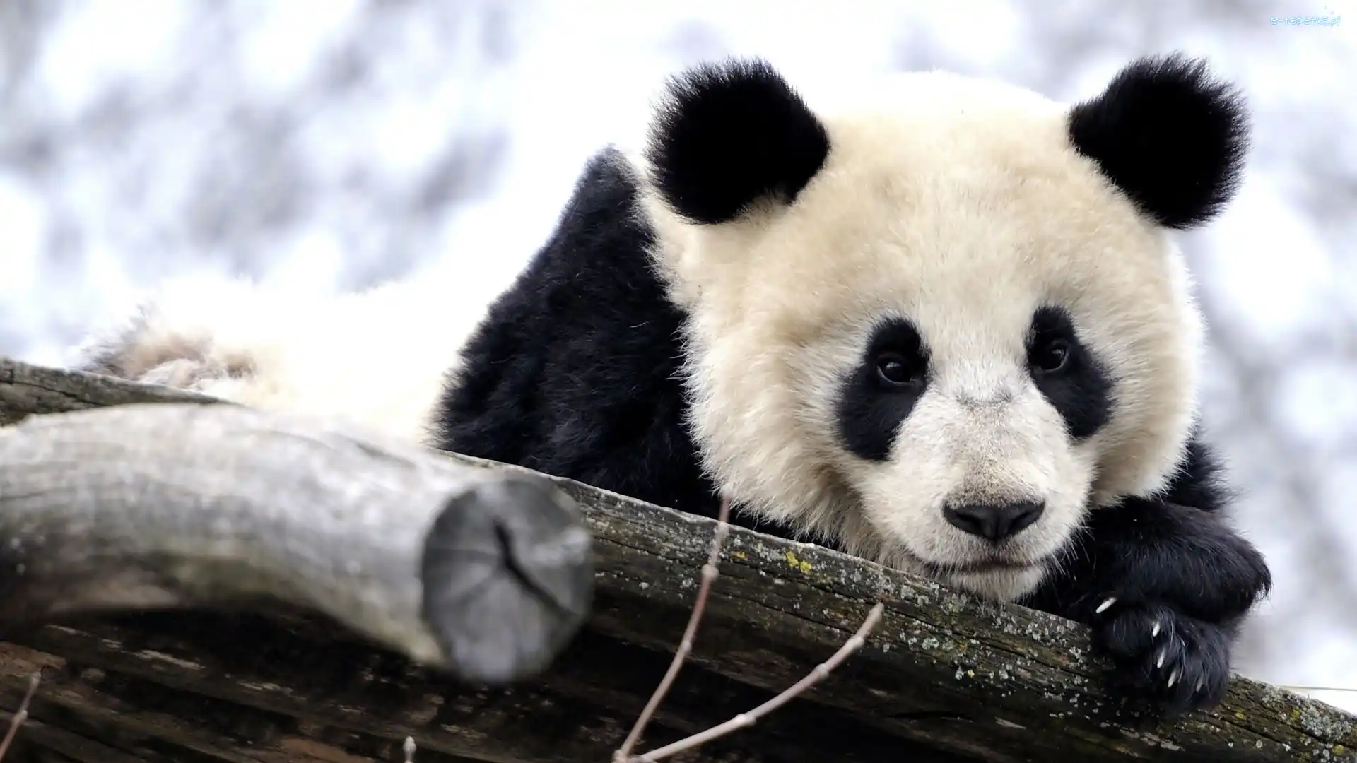 Drzewo, Panda wielka