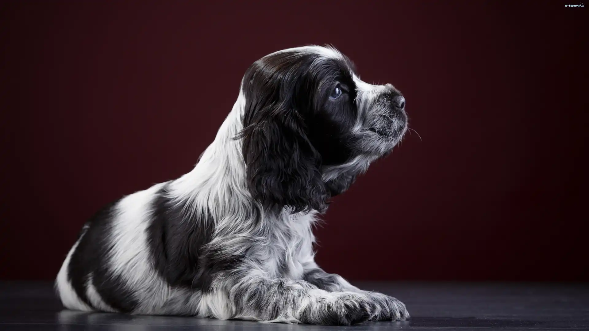 Springer spaniel angielski, Szczeniak