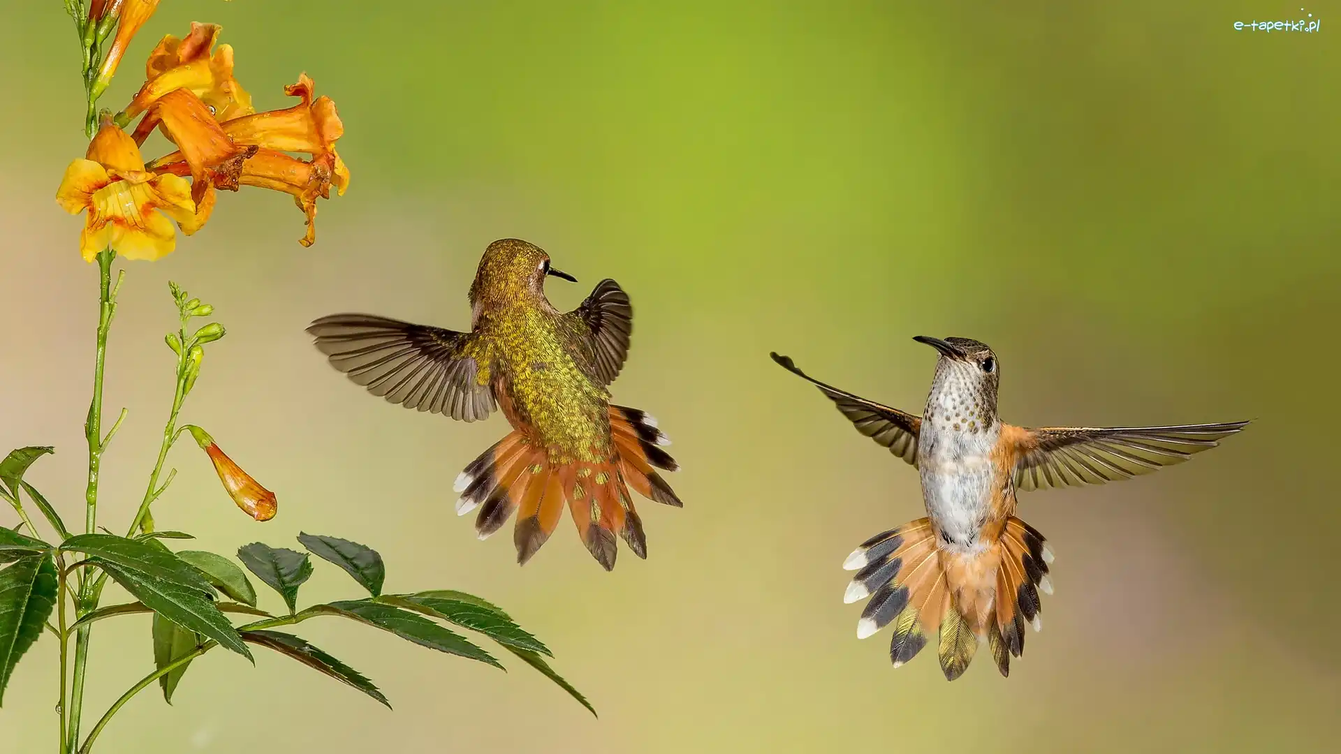 Kwiaty, Kolibry, Dwa