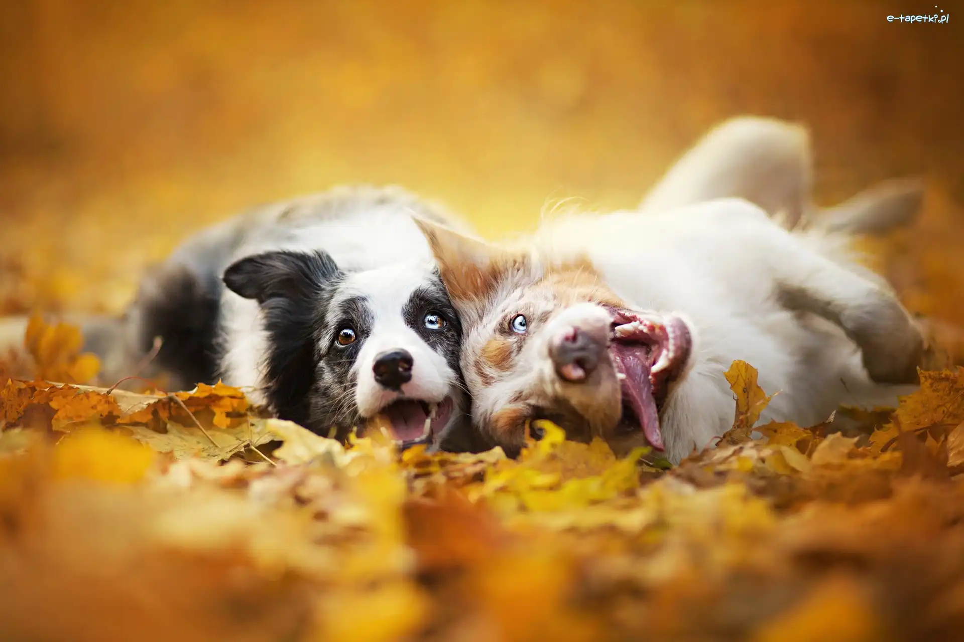 Liście, Border collie, Psy