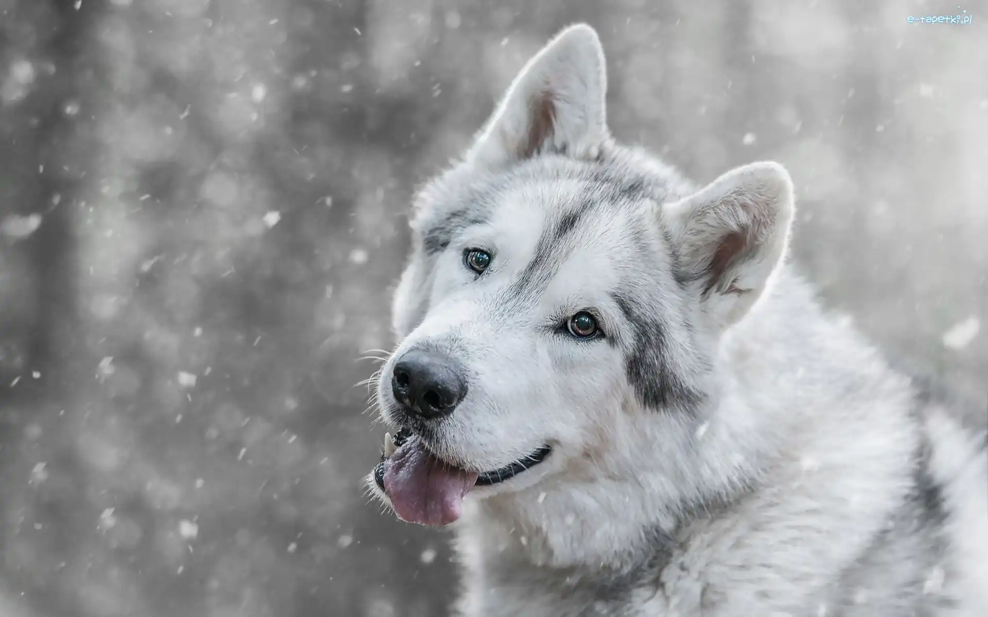 Śnieg, Siberian Husky