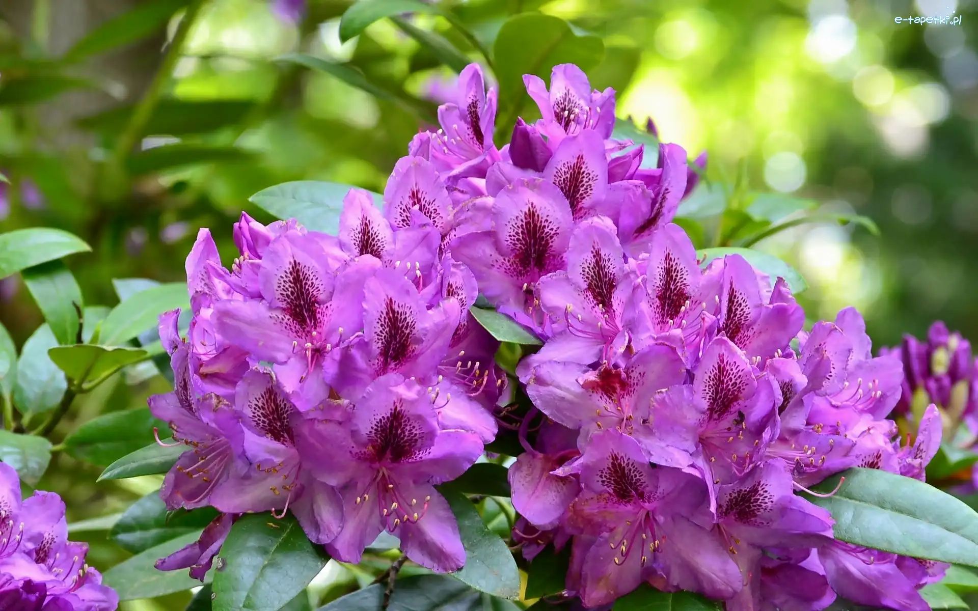 Rododendron, Krzew