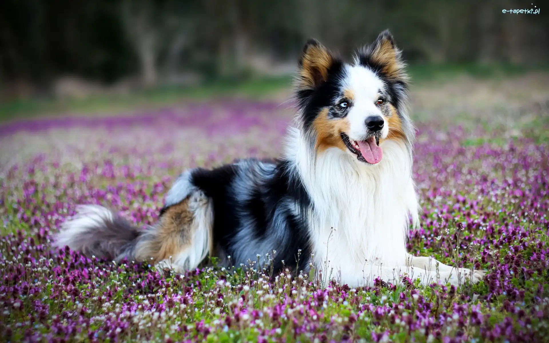 Łąka, Border collie