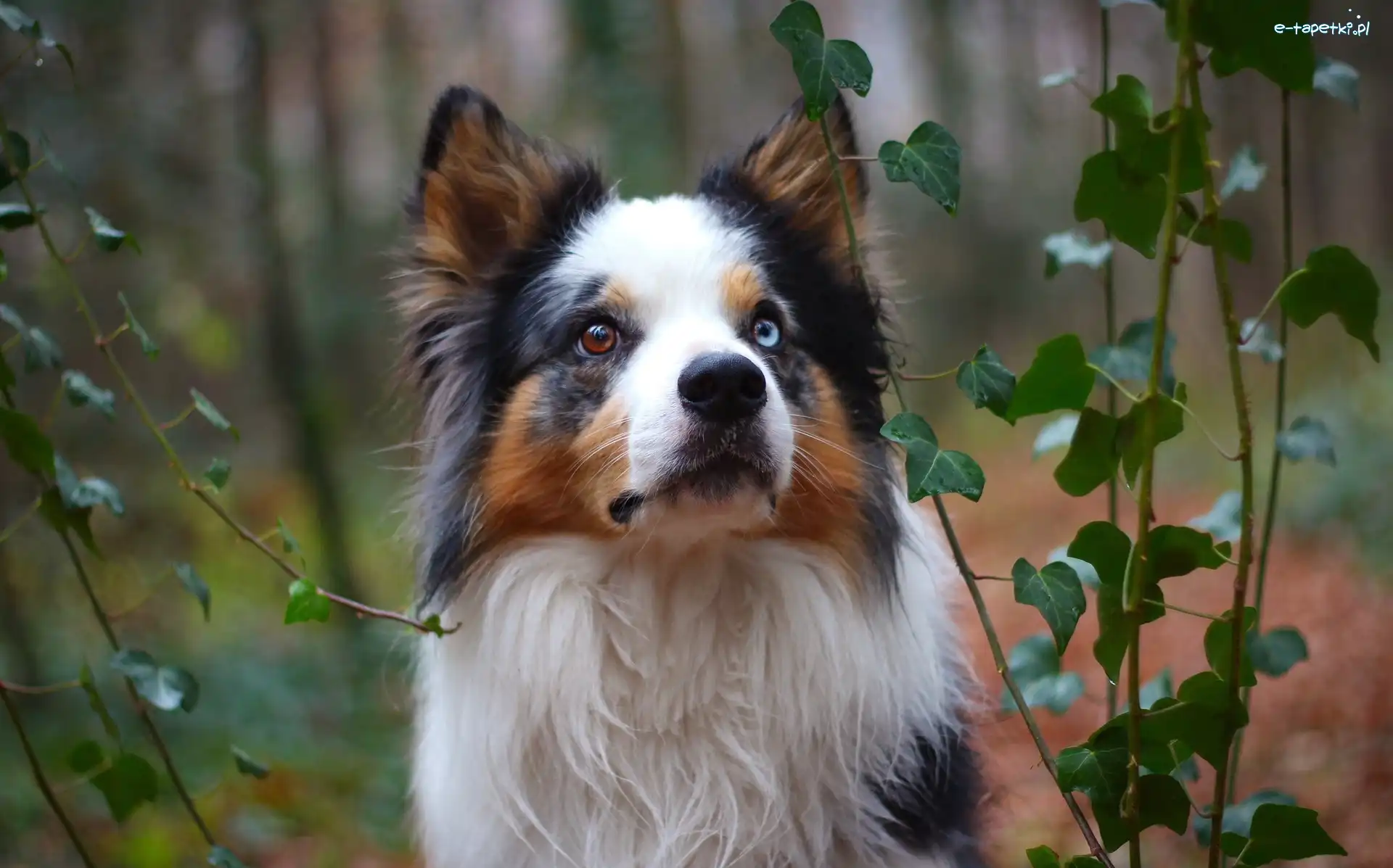 Bluszcz, Border collie