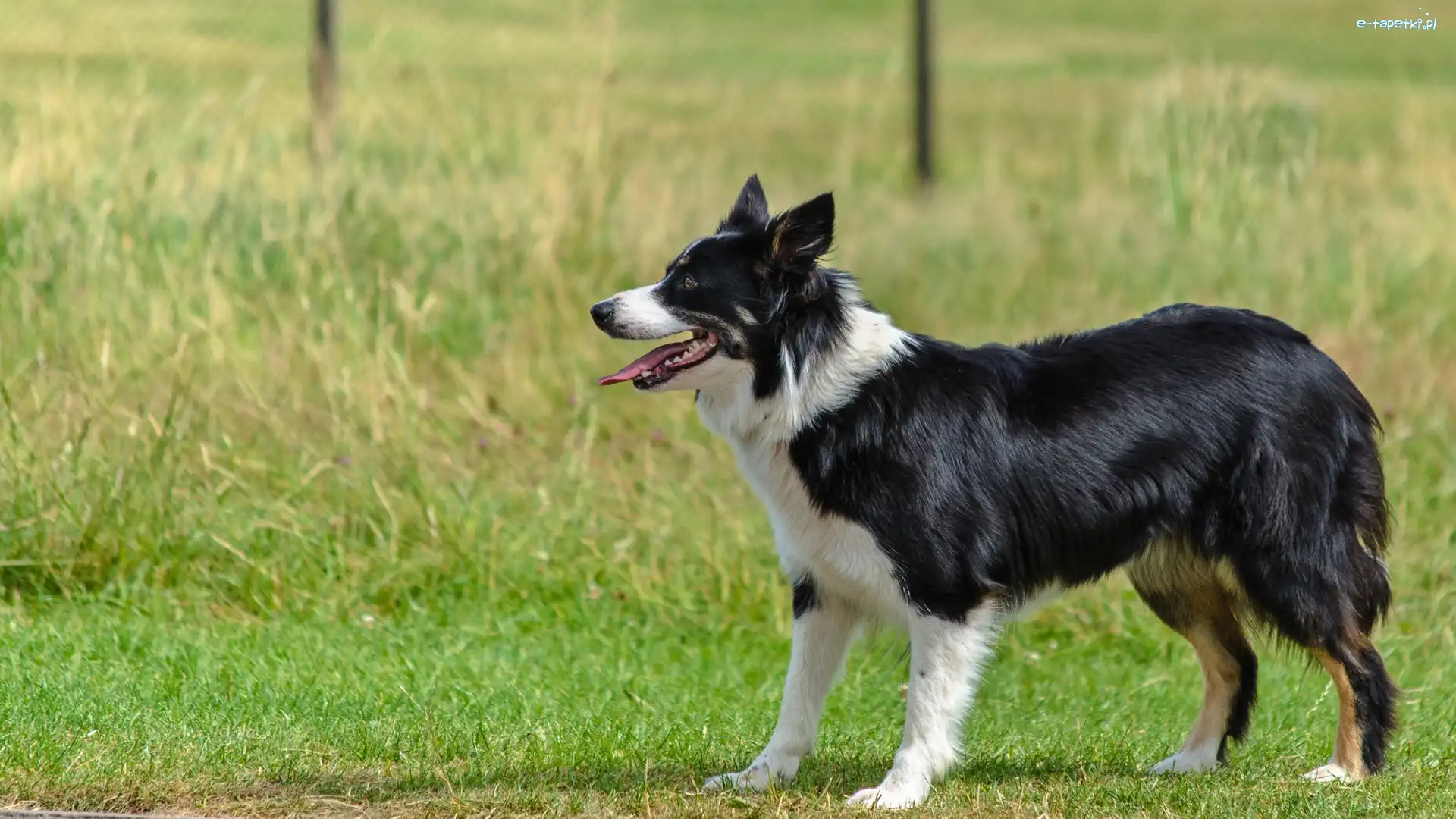 Border collie, Trawa