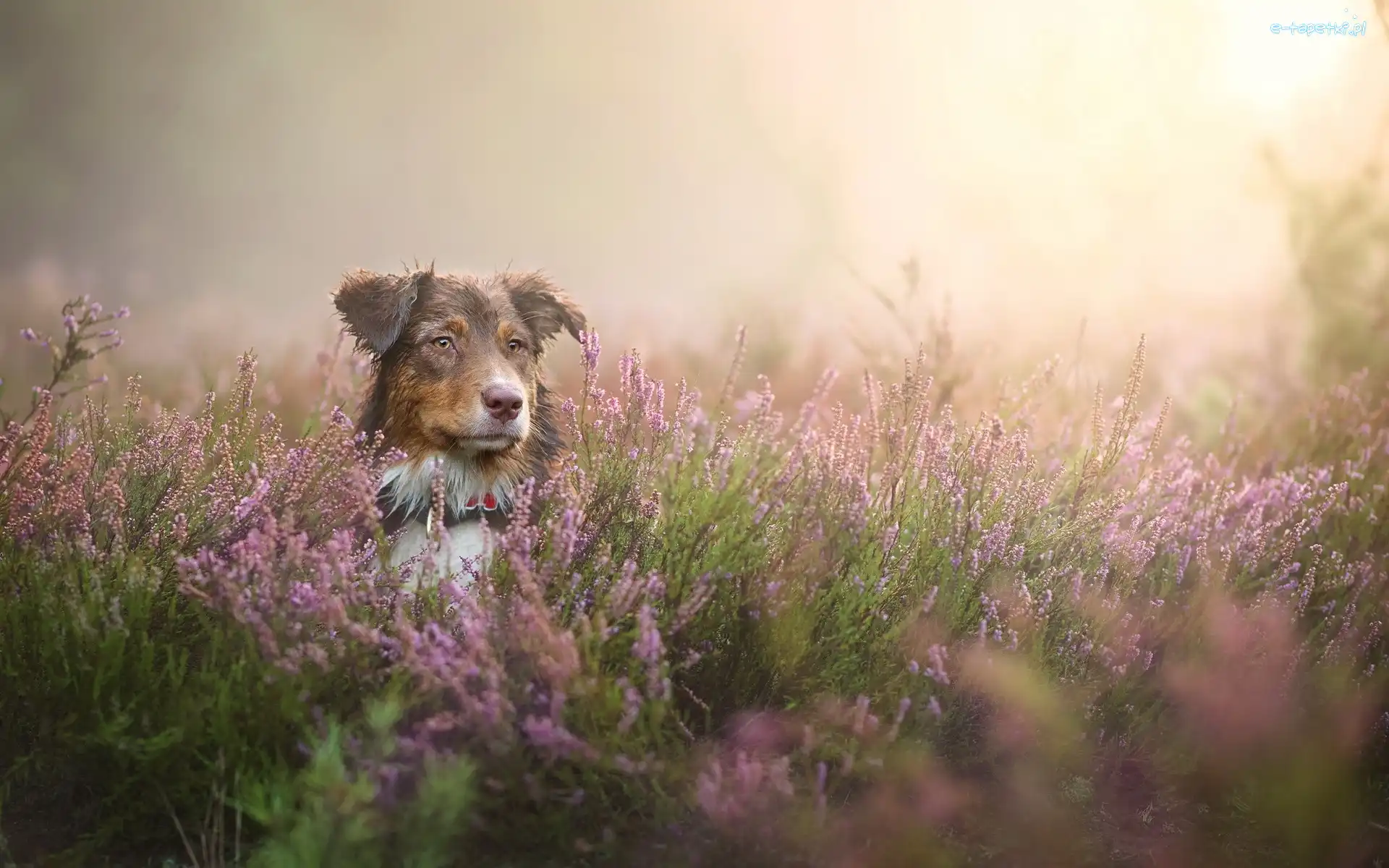 Owczarek australijski-australian shepherd, Wrzosy
