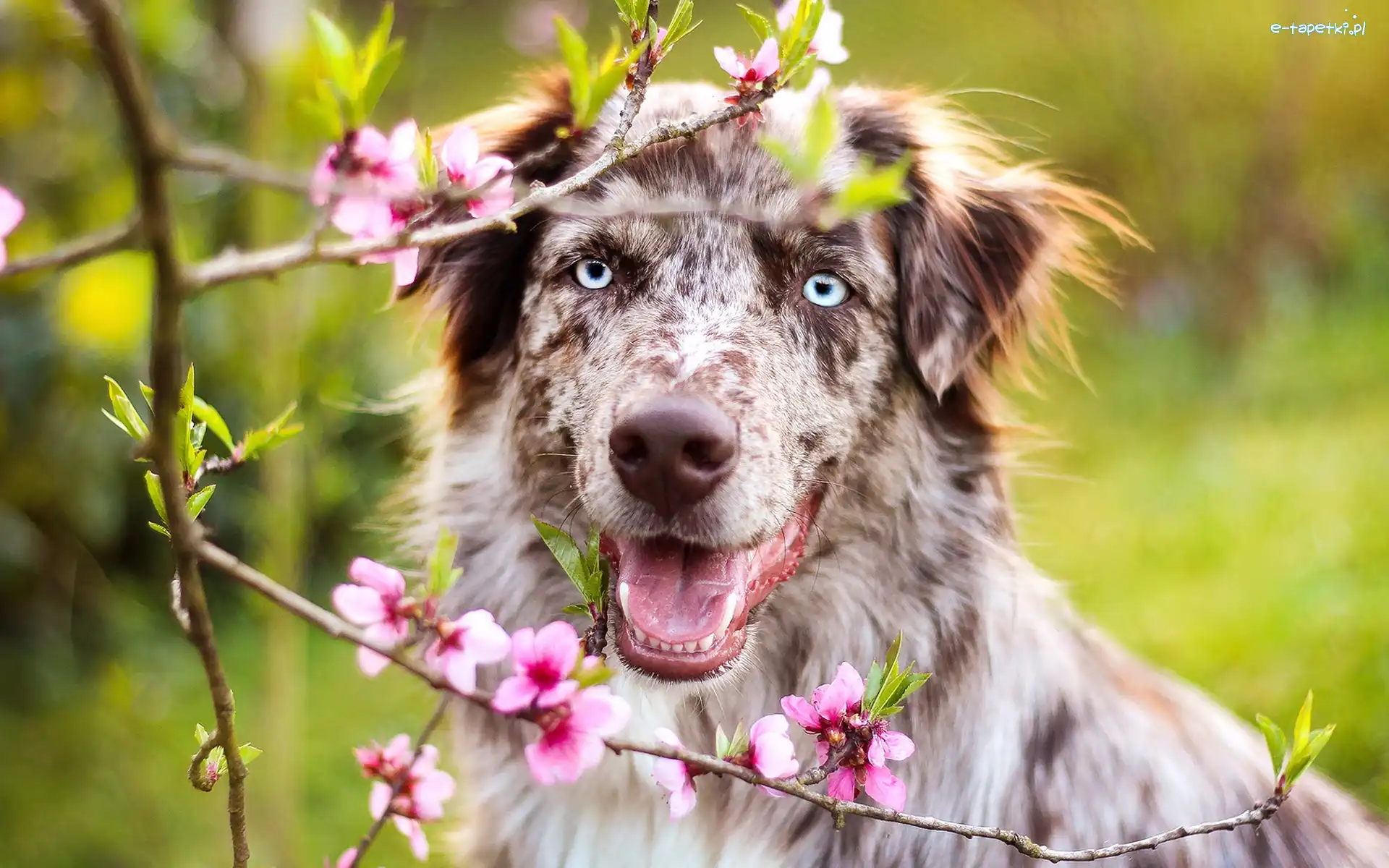 Kwiaty, Australian shepherd, Owczarek australijski