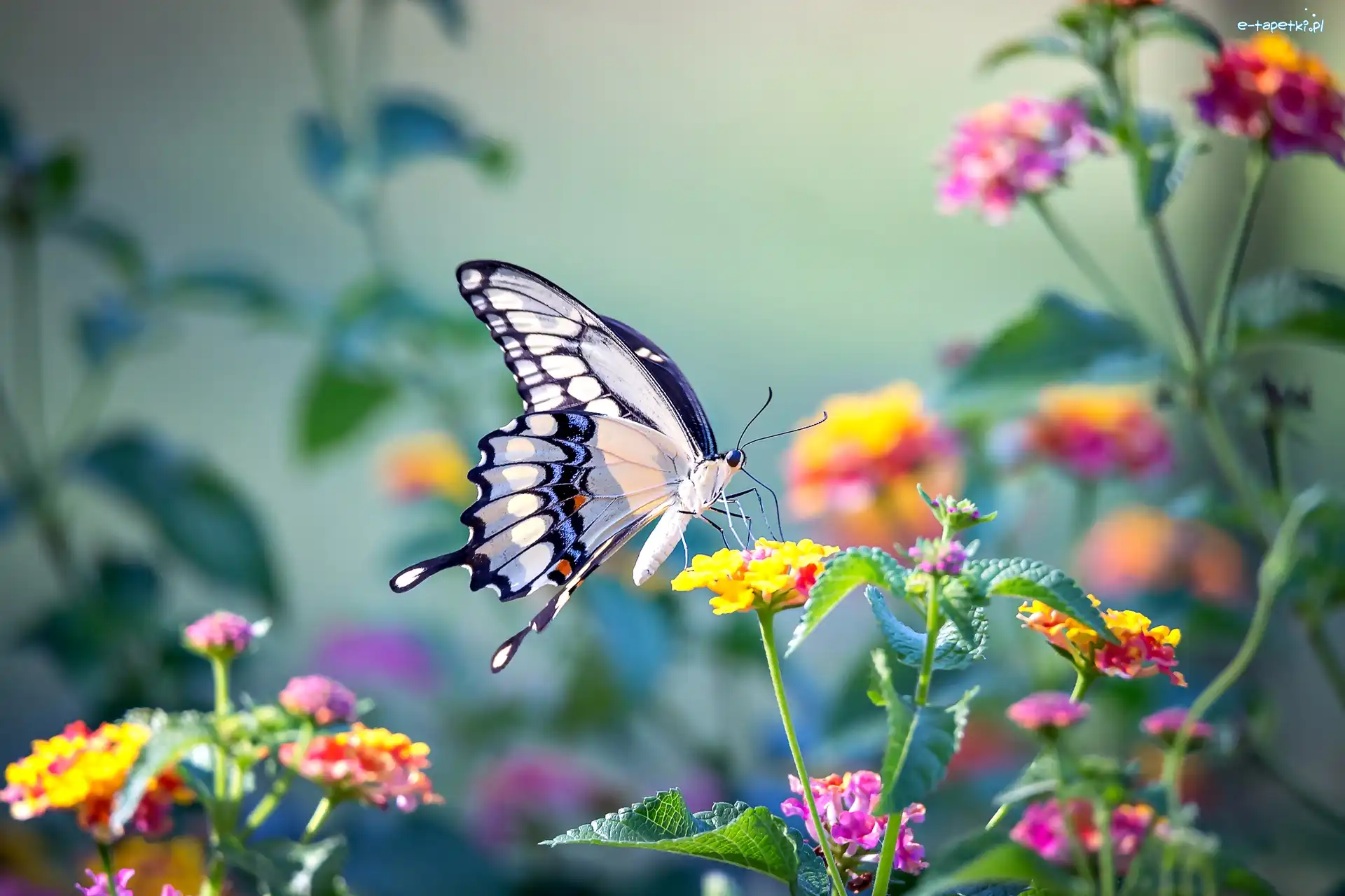 Kwiaty, Paź królowej, Motyl