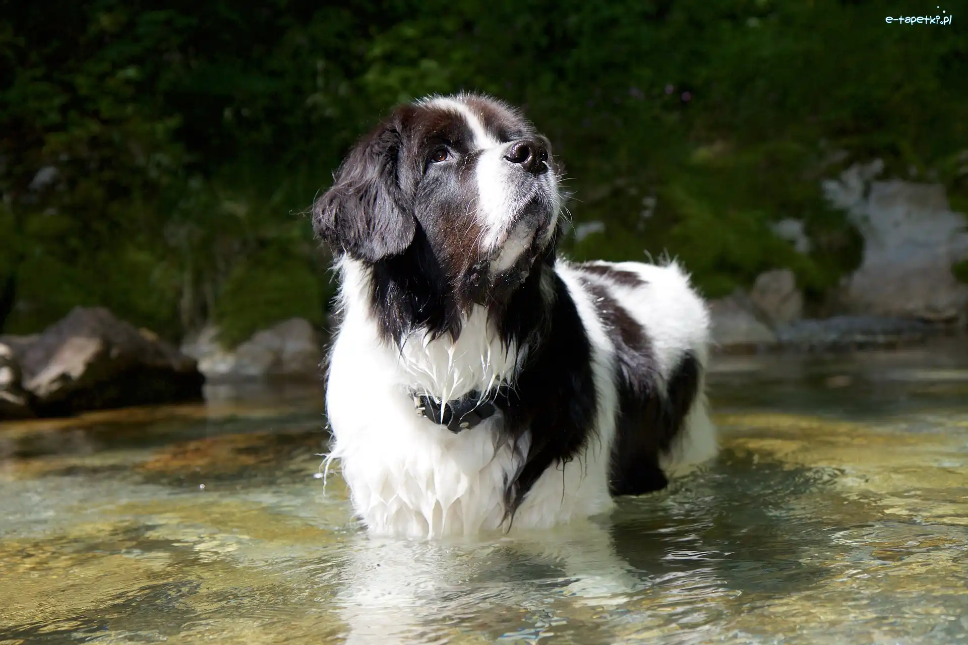Rzeka, Landseer, Pies