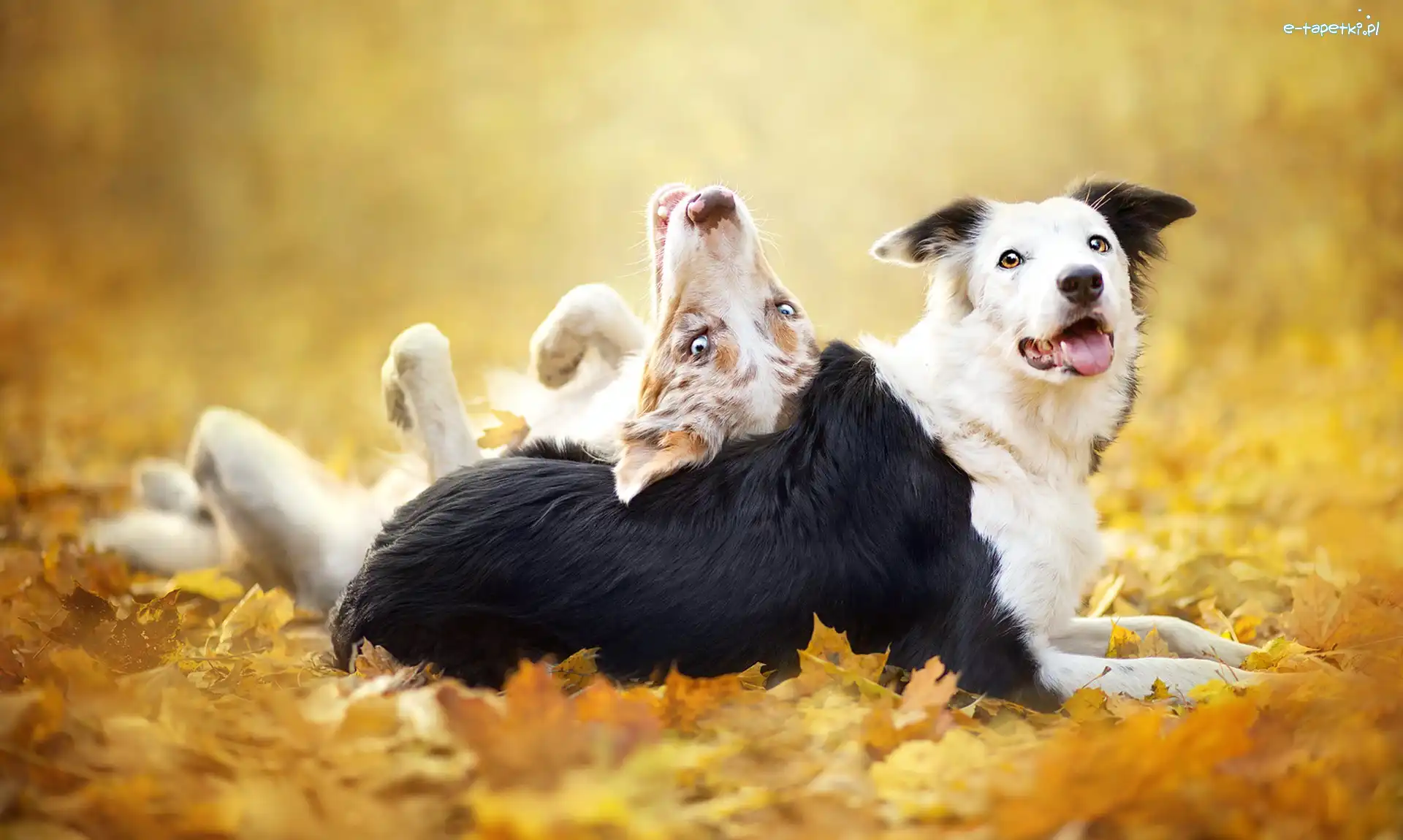 Liście Zwierzęta, Border collie