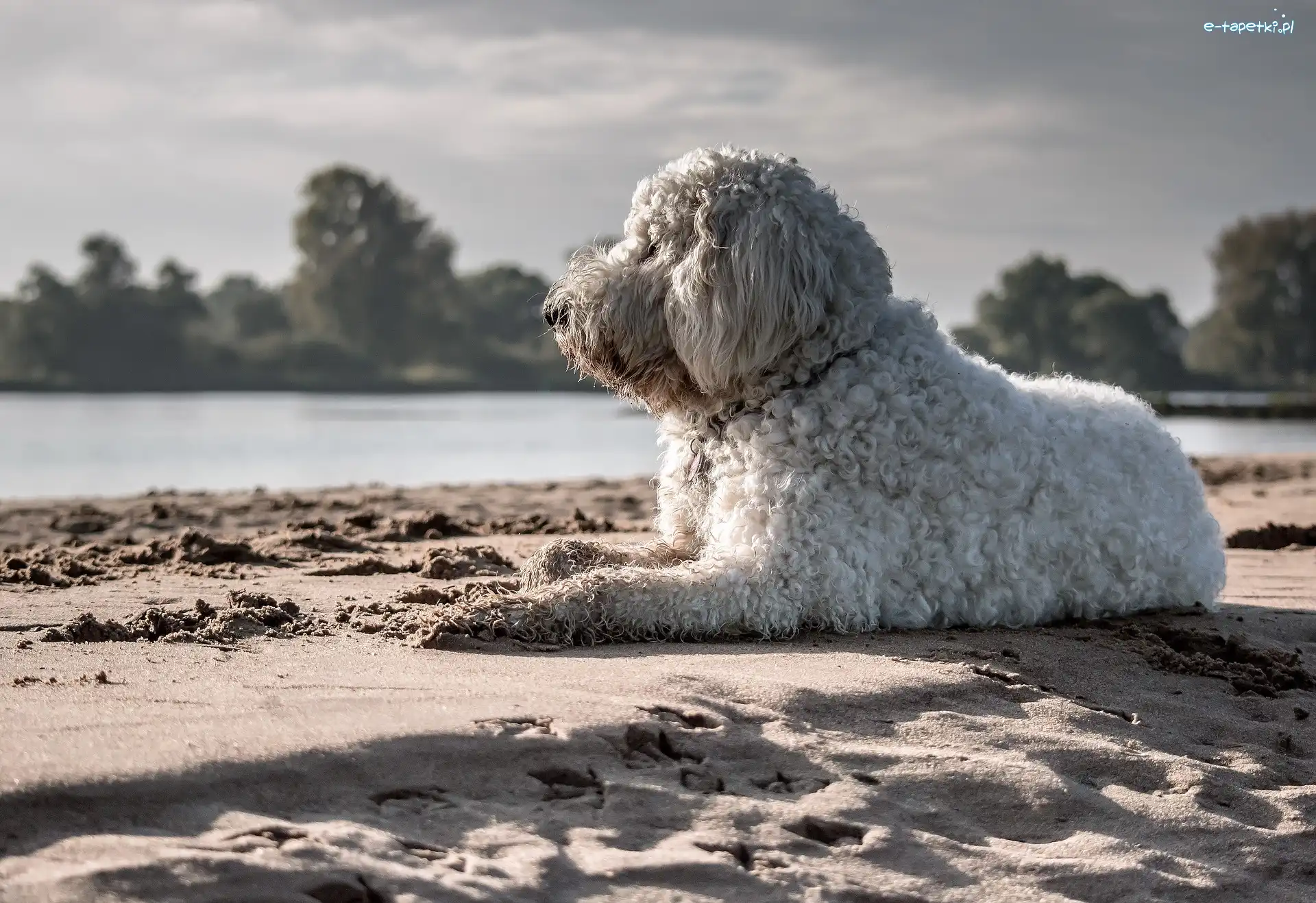 Woda, Goldendoodle, Pies, Plaża