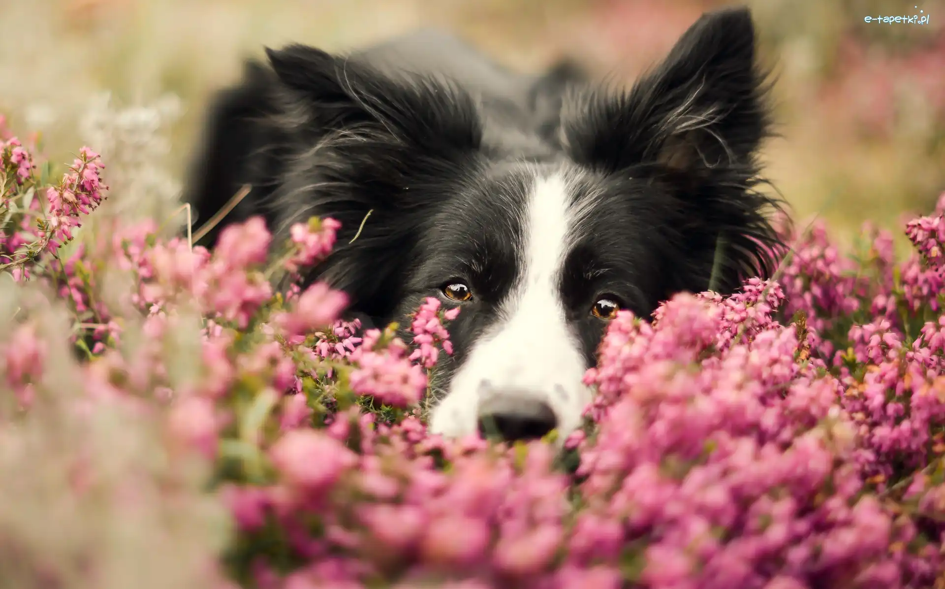 Wrzos, Pyszczek, Border collie