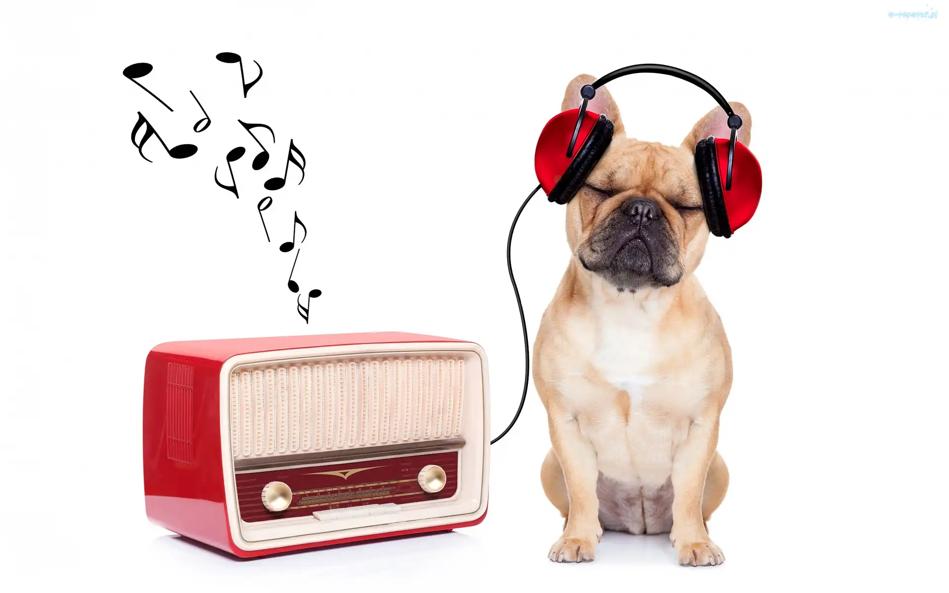 Buldog francuski, Słuchawki, Muzyka, Śmieszne, Radio