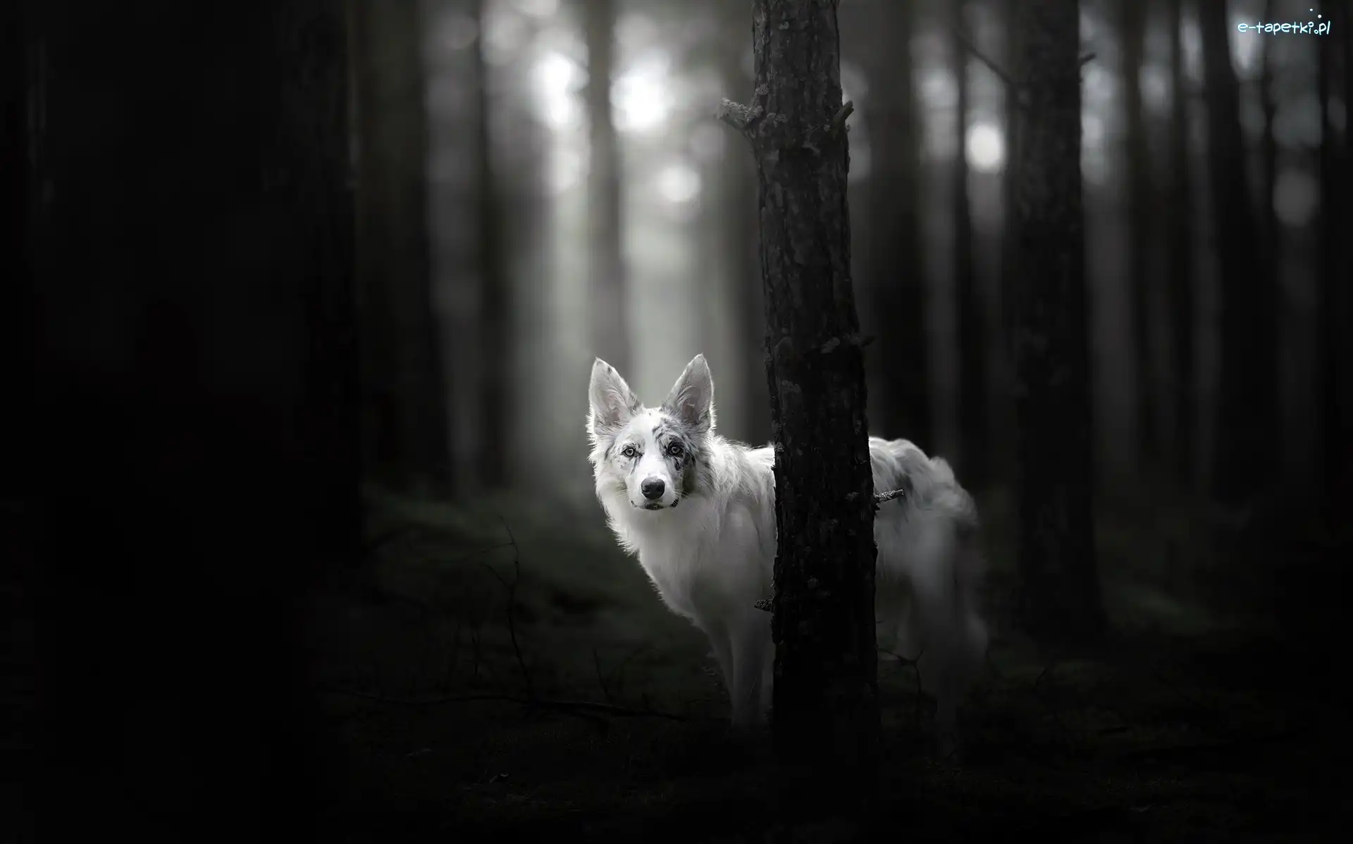 Drzewa, Czarno-Białe, Las, Border collie
