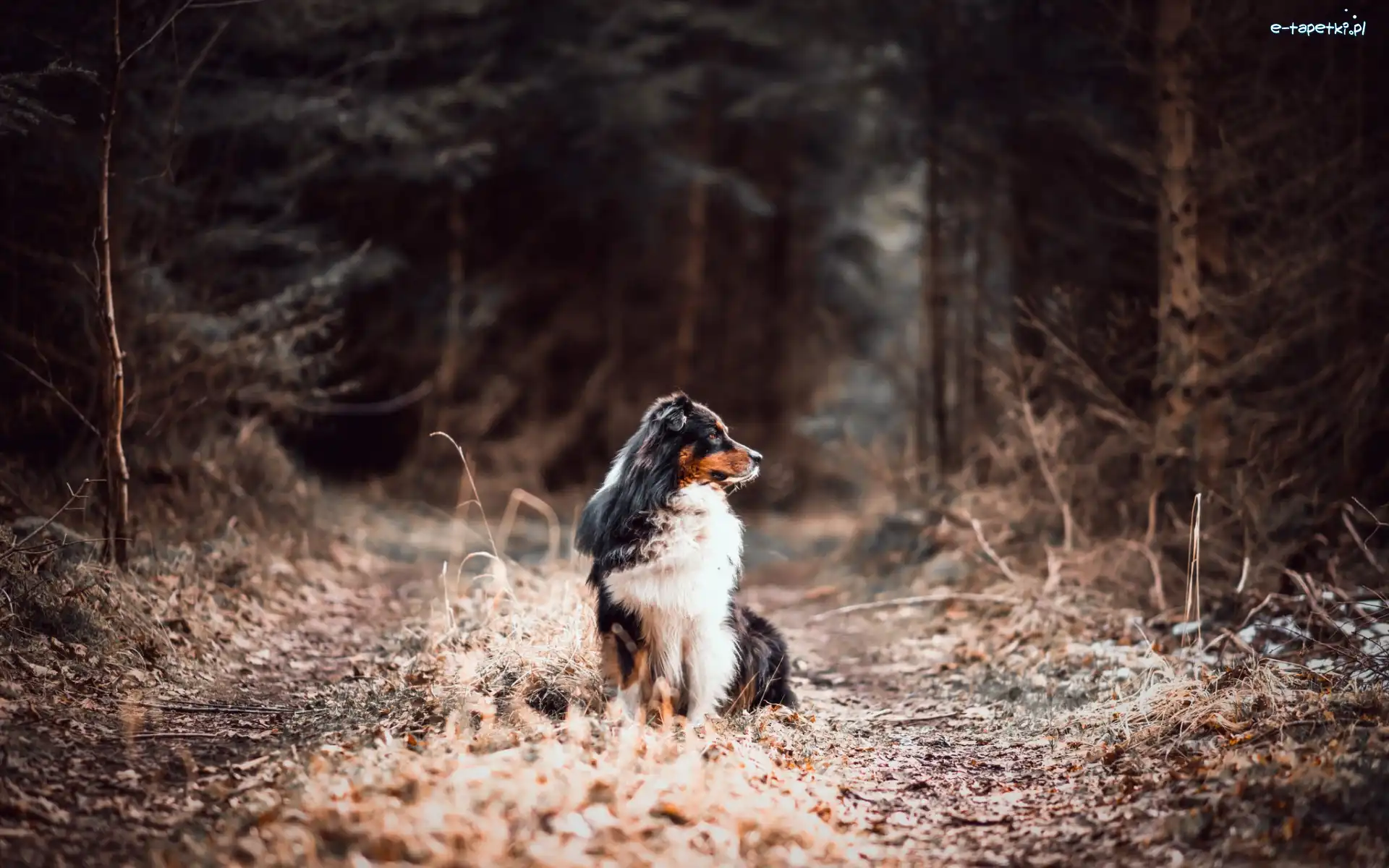 Australian shepherd, Las, Droga, Owczarek australijski