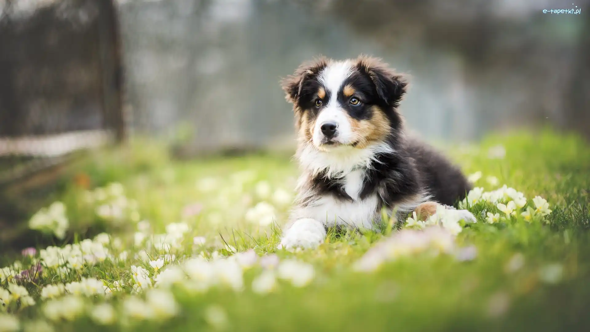 Łąka, Owczarek australijski-australian shepherd, Szczeniak
