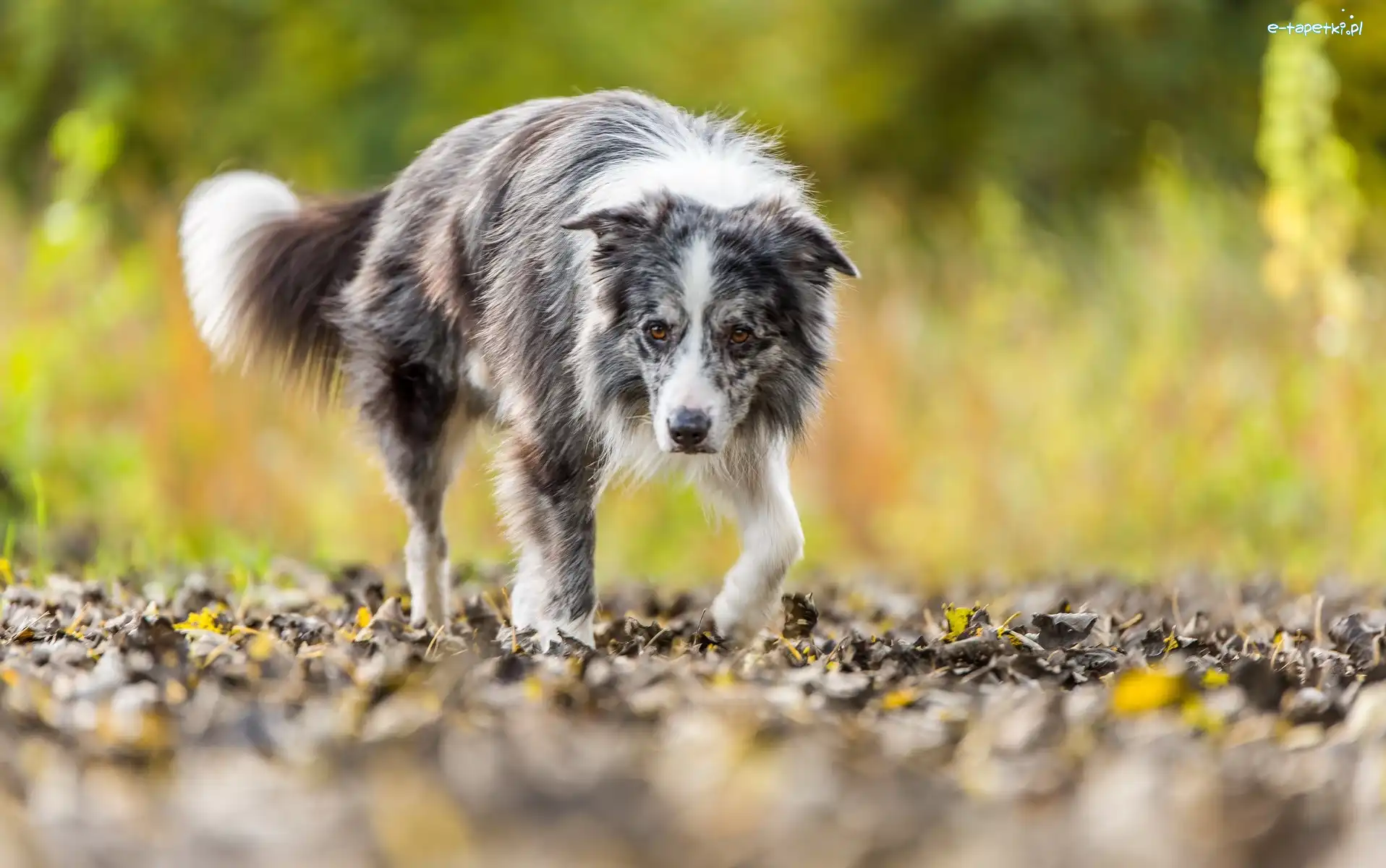 Liście, Border collie