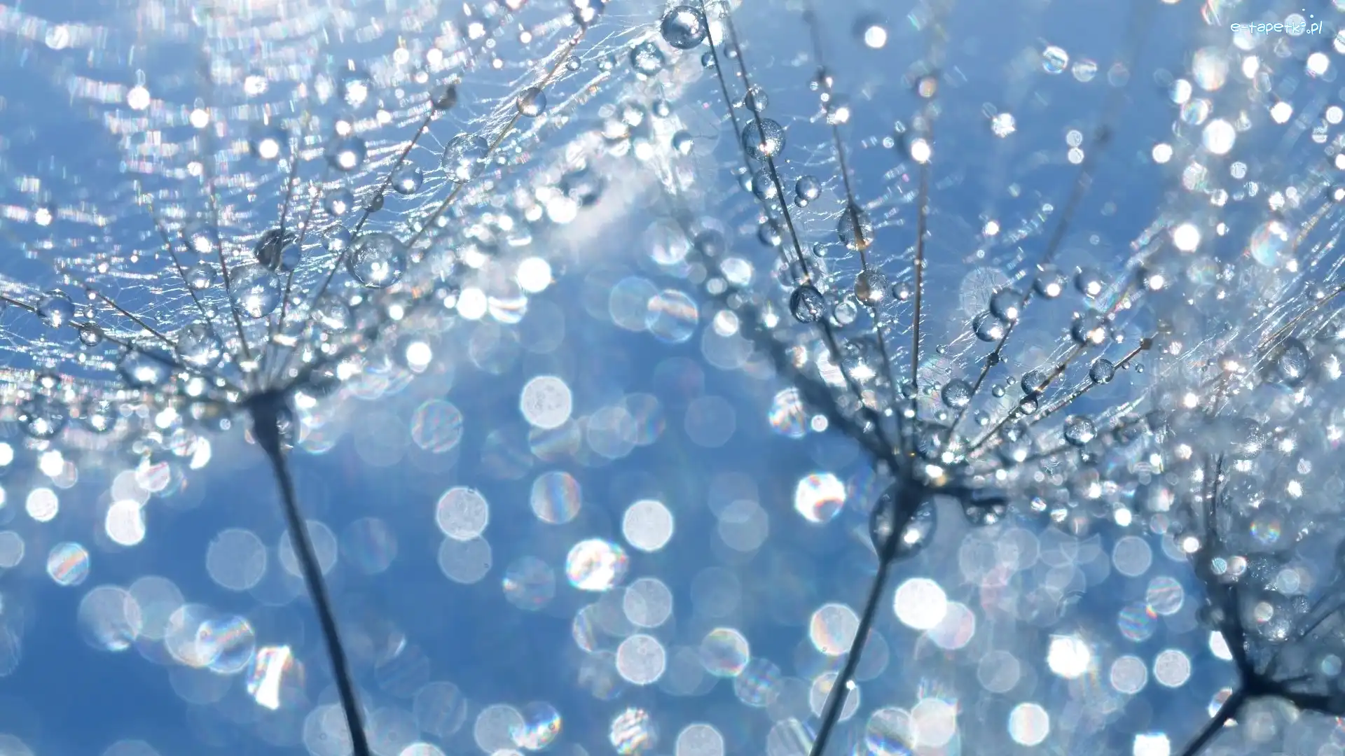 Krople, Bokeh, Makro, Kozibród łąkowy