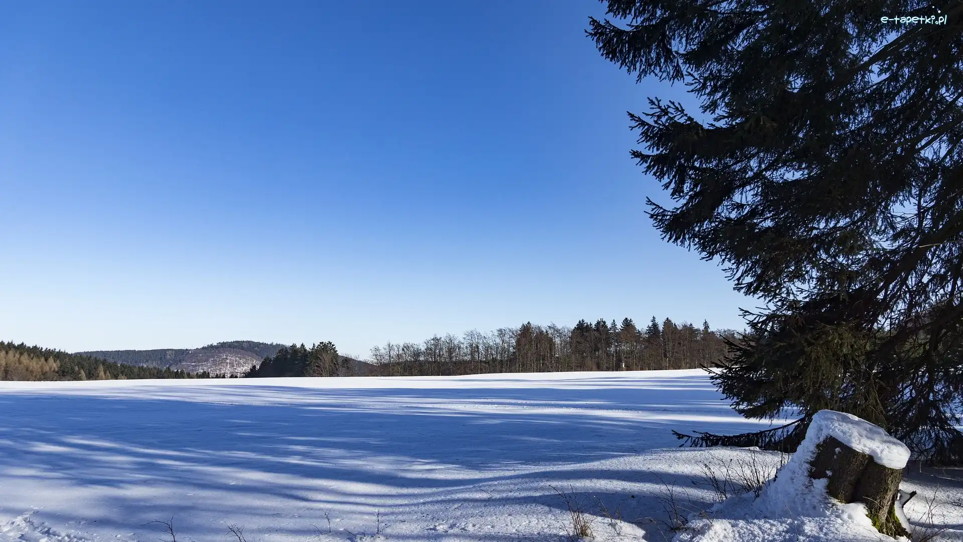Drzewa, Pole, Zima