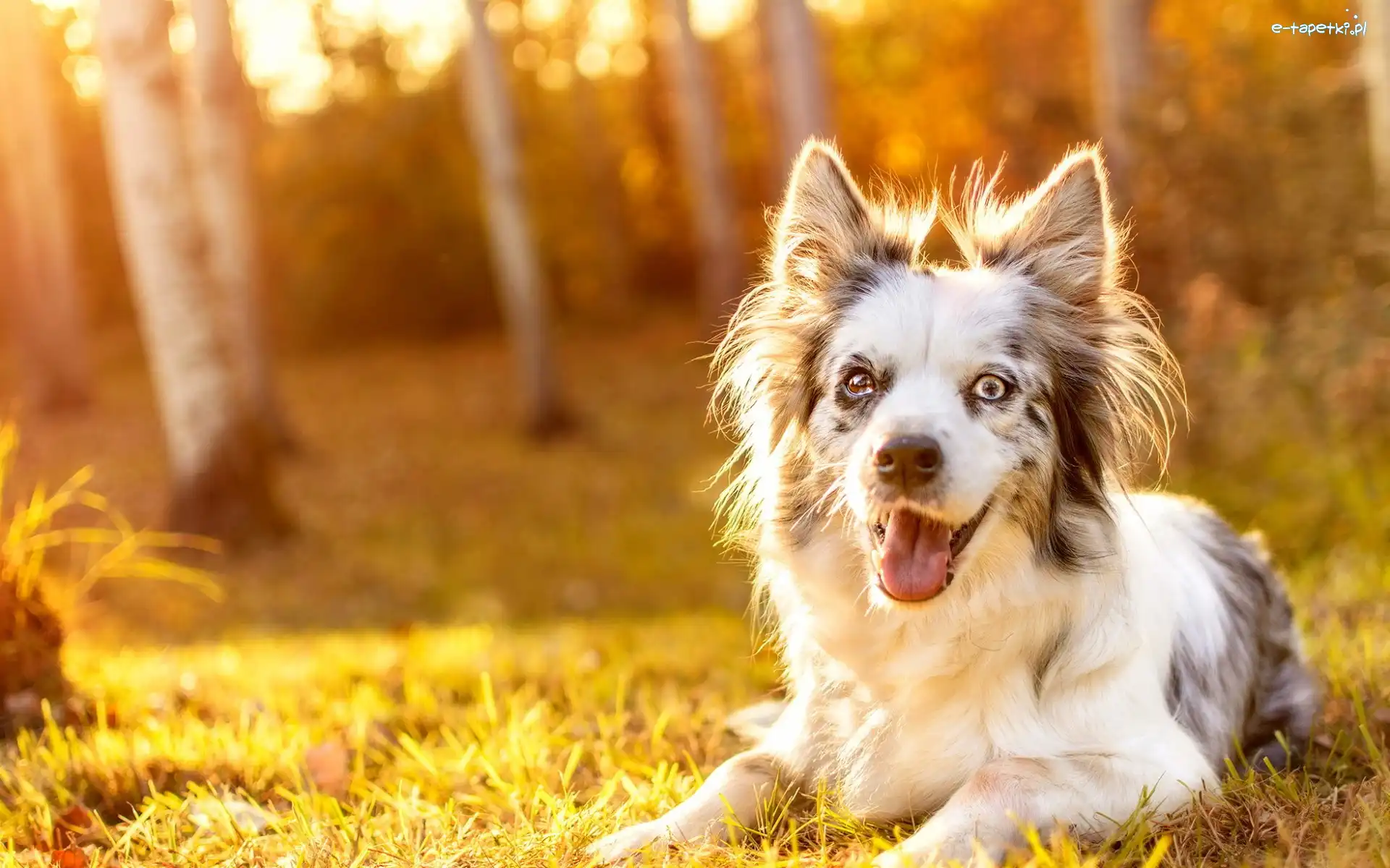 Polana, Border collie