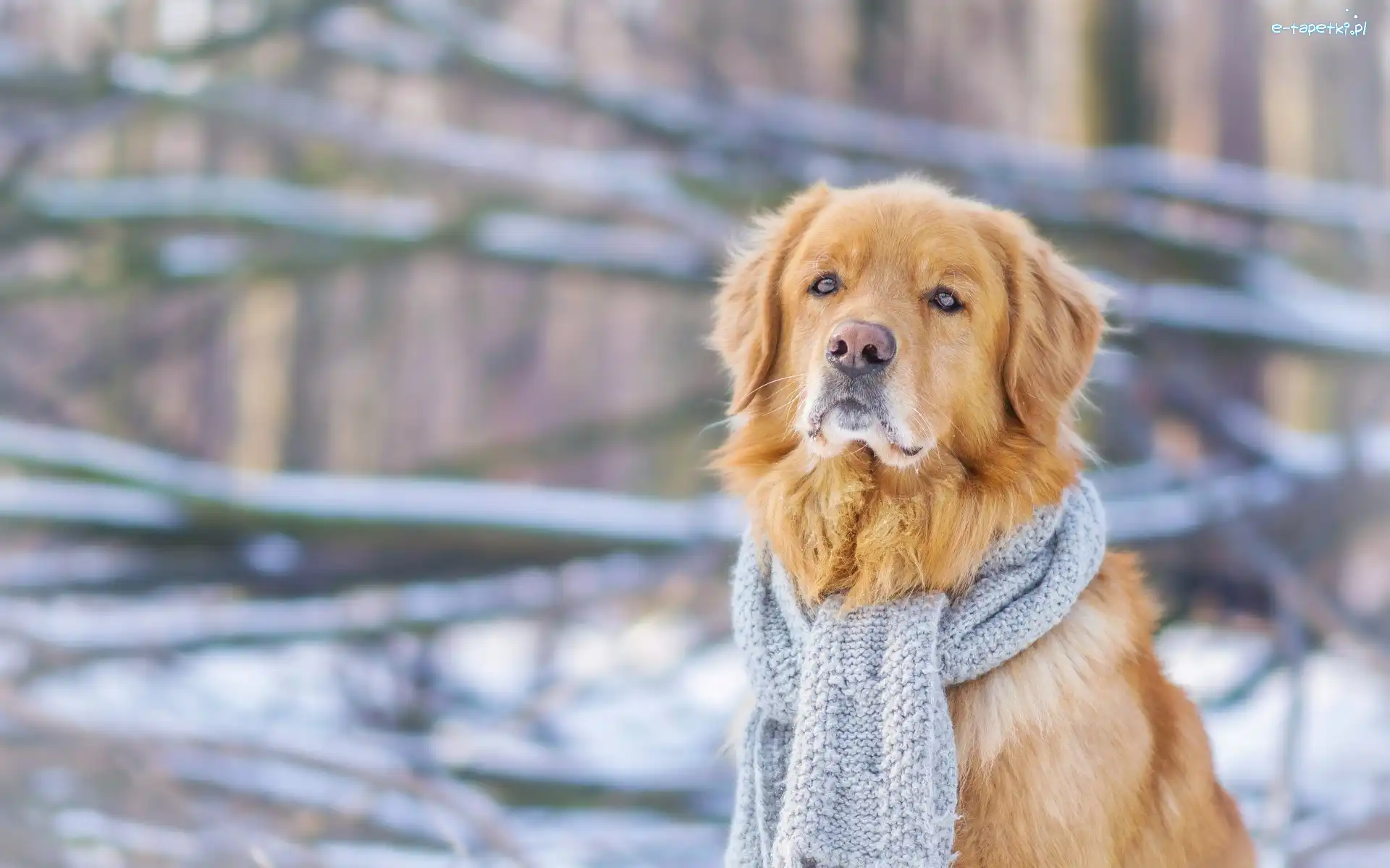 Szalik, Golden Retriever