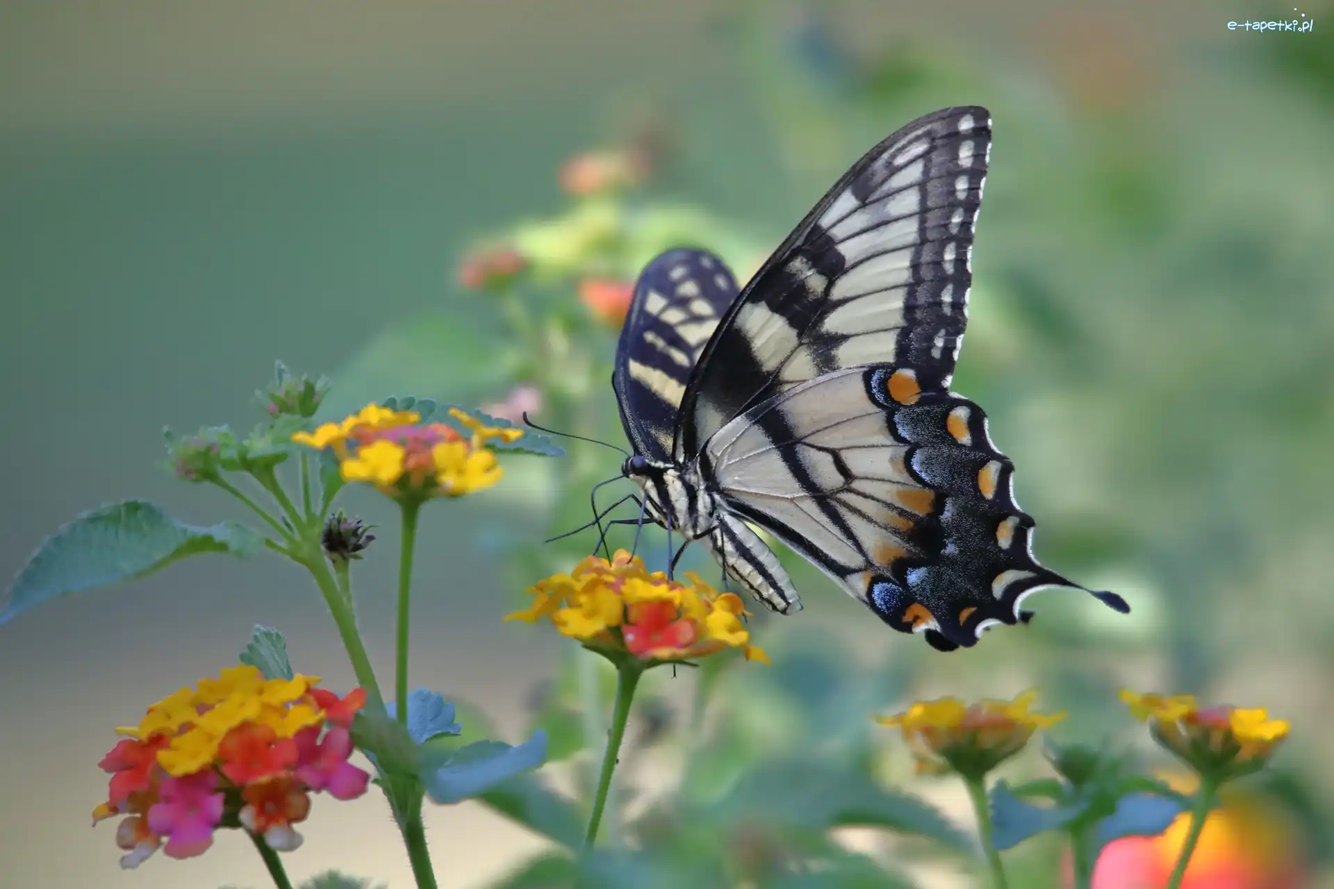 Kwiatki, Paź królowej, Motyl