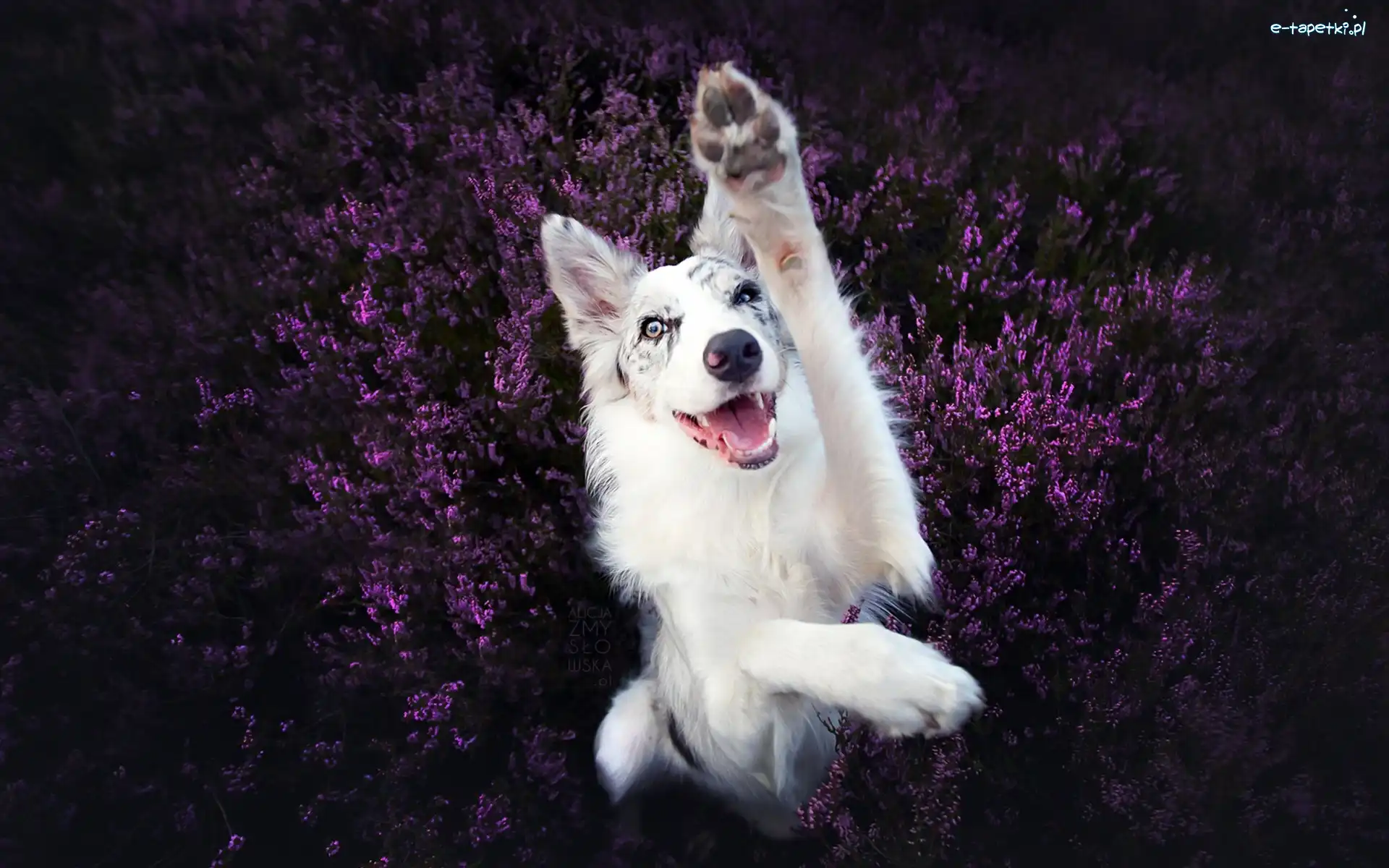 Wrzos, Łapa, Border collie