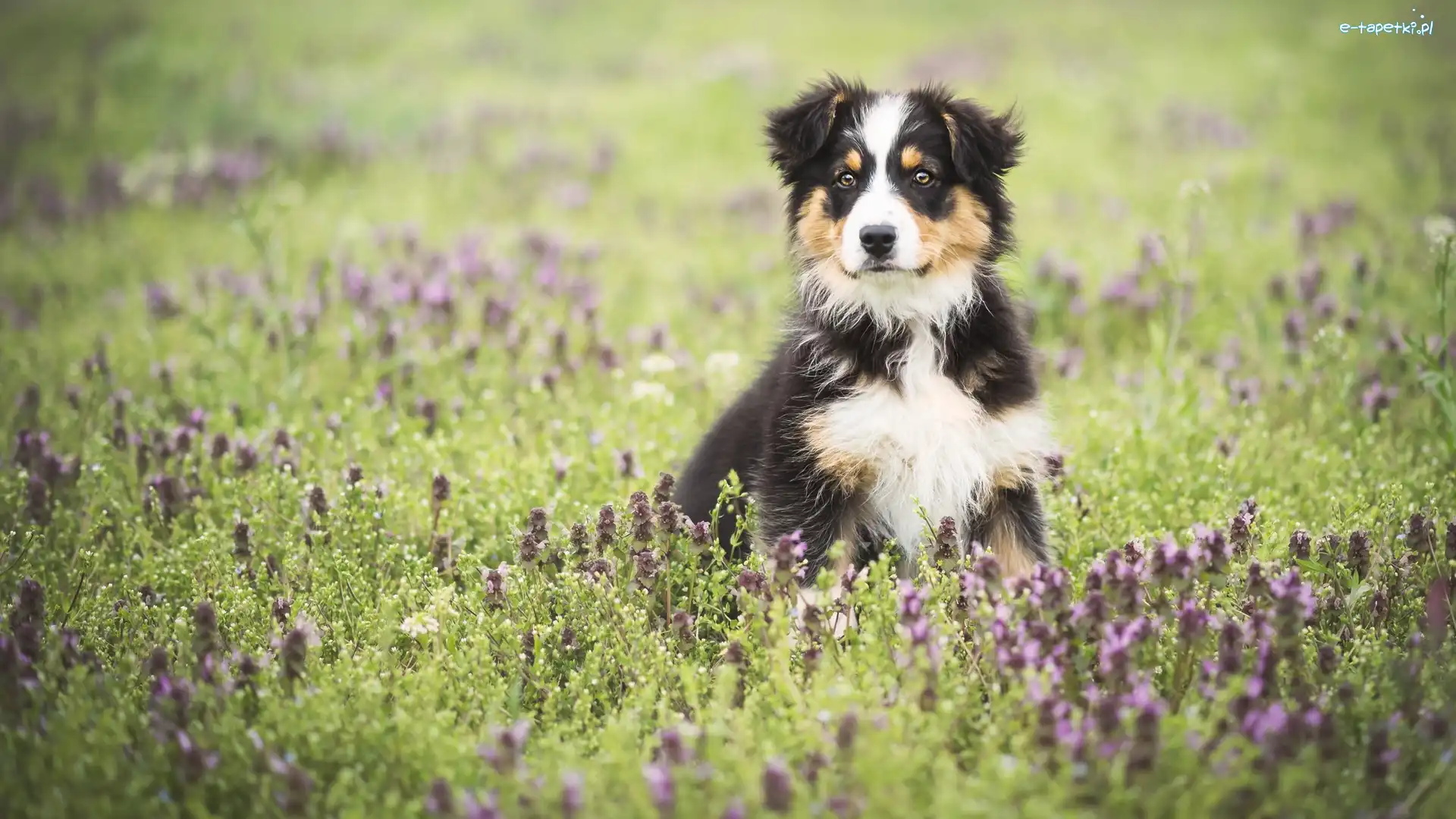 Australian shepherd, Łąka, Szczeniak, Owczarek australijski