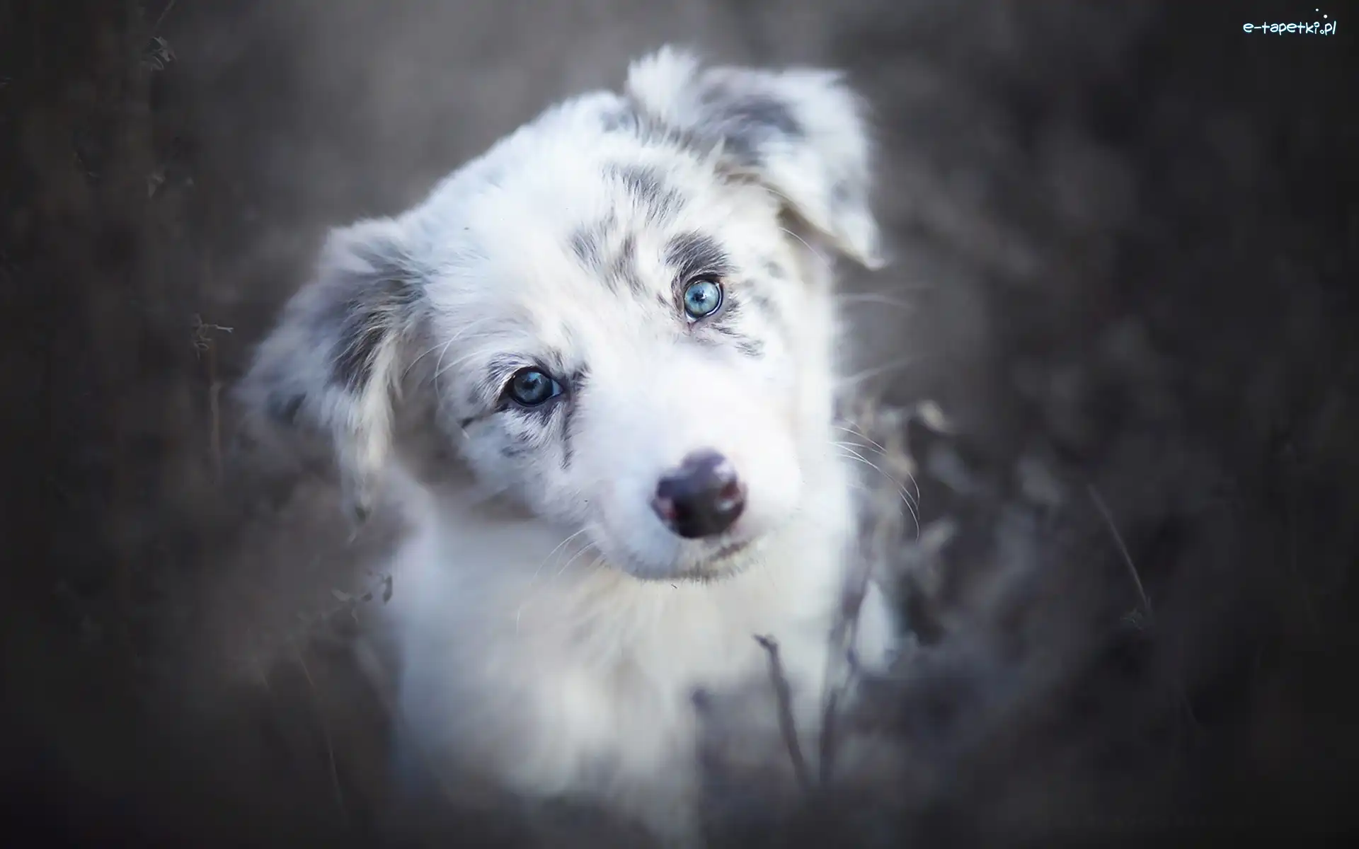 Szczeniak, Border collie