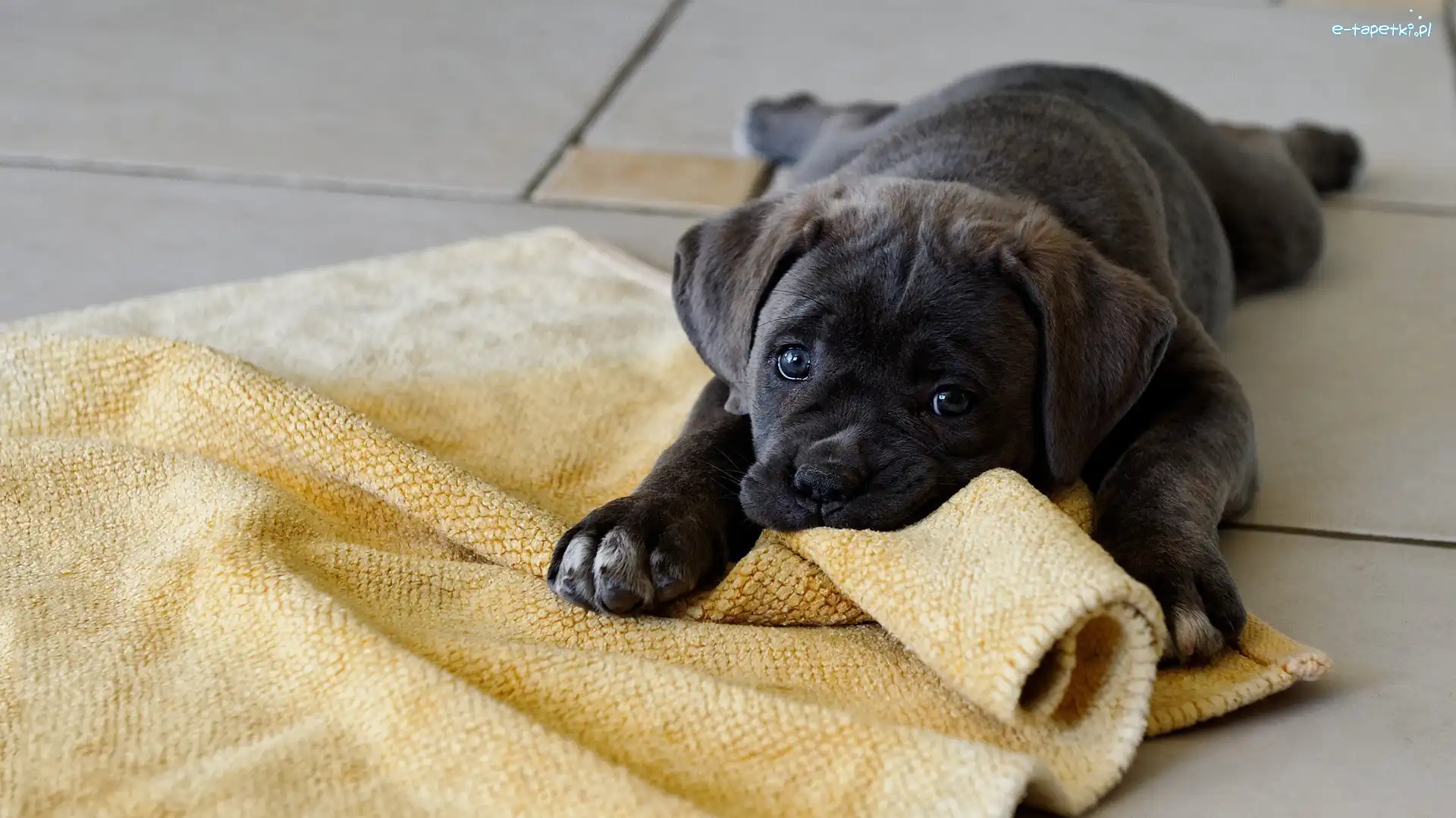 Kocyk, Cane Corso, Szczeniak