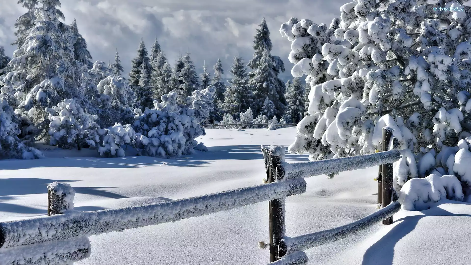 Płot, Zima, Drzewa, Śnieg, Schwarzwald, Niemcy