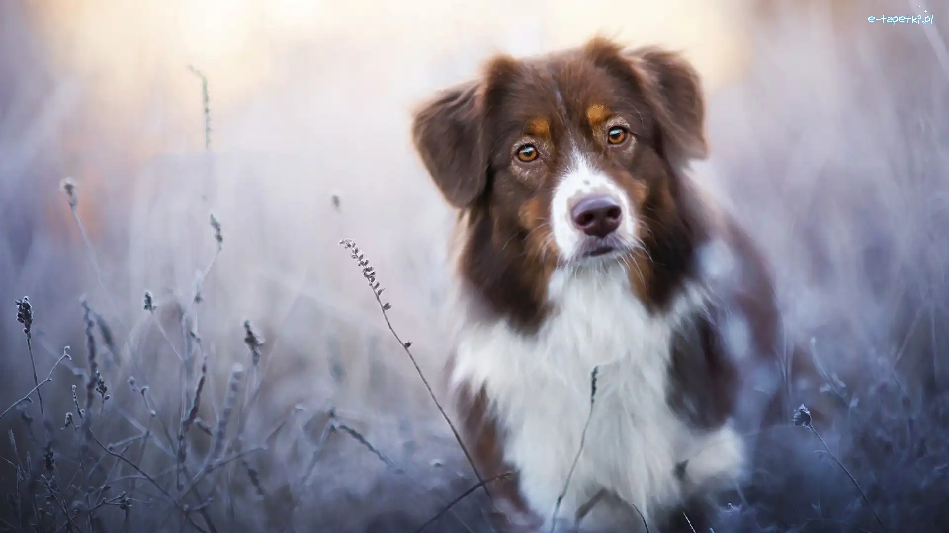 Trawy, Australian shepherd, Owczarek australijski