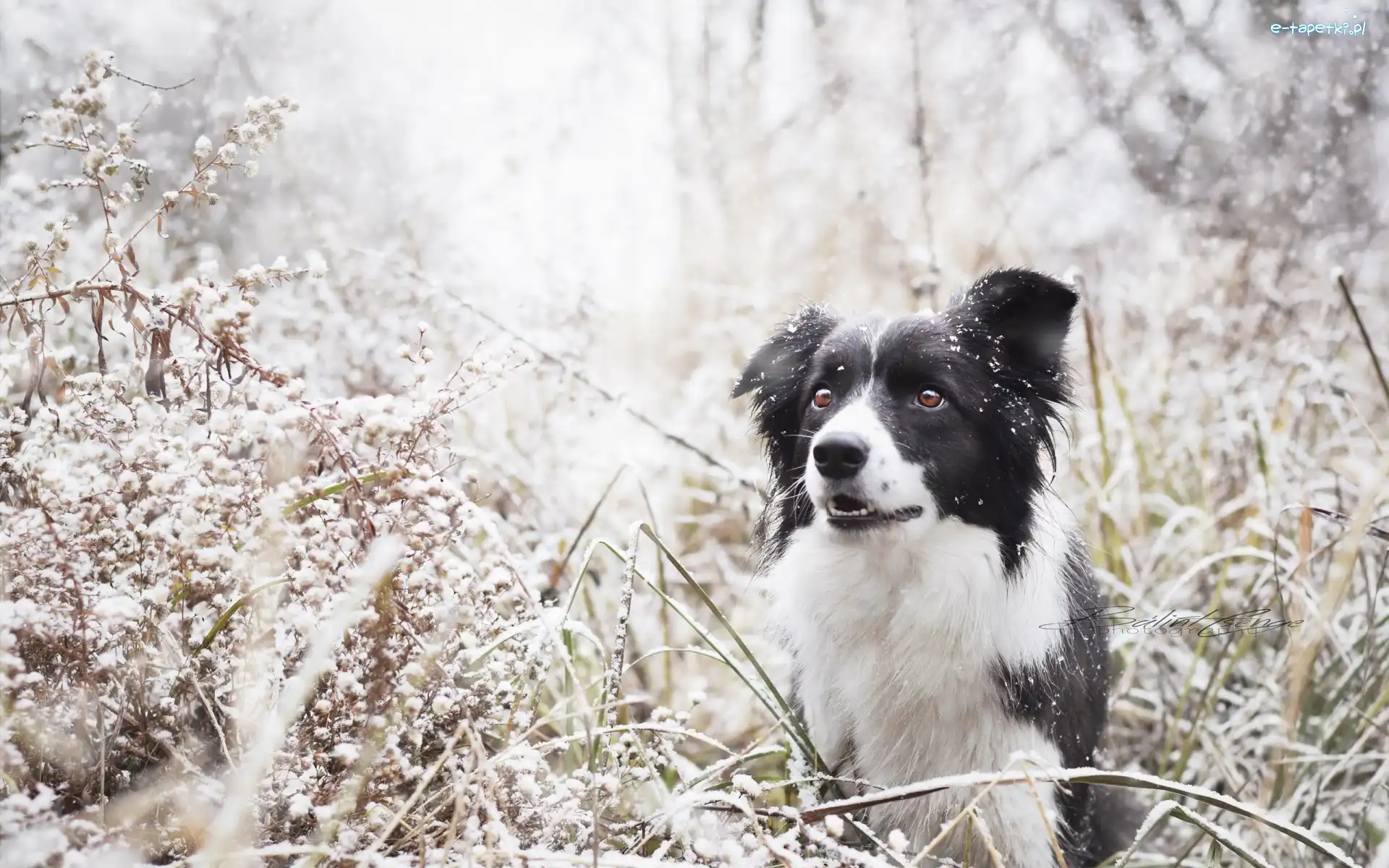 Trawa, Śnieg, Border collie