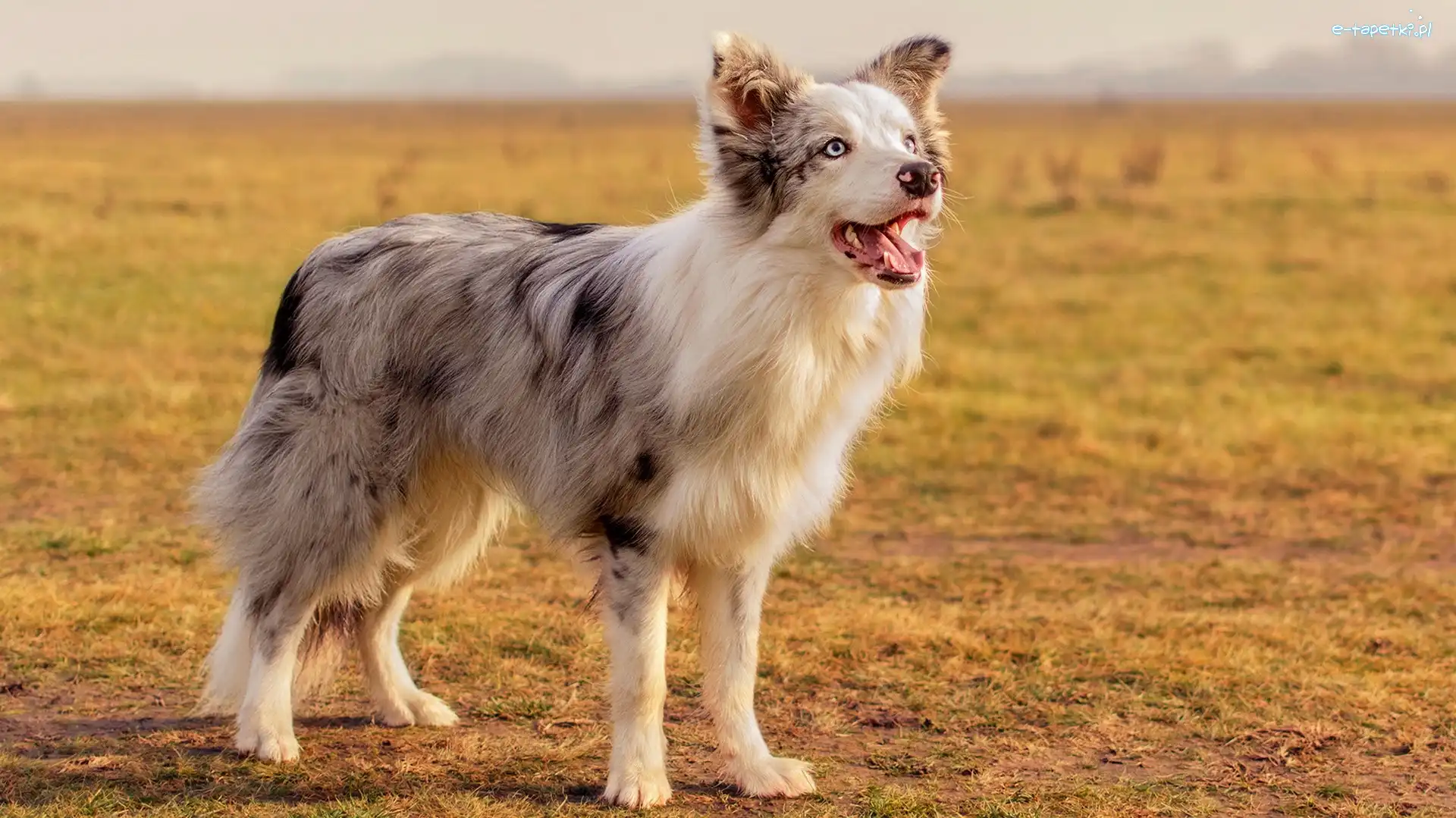 Pole, Border collie